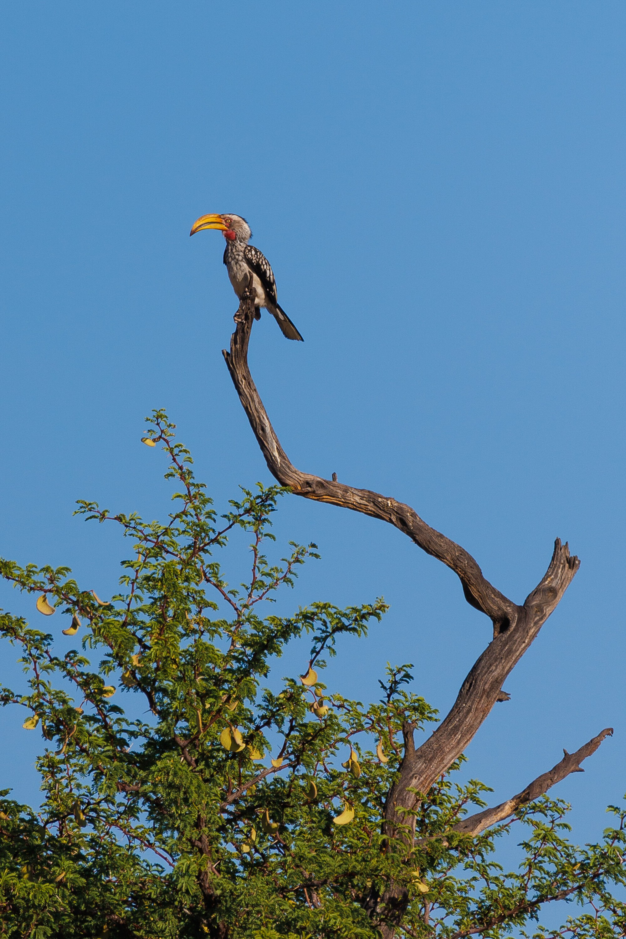 НАМИБИЯ. Роадтрип