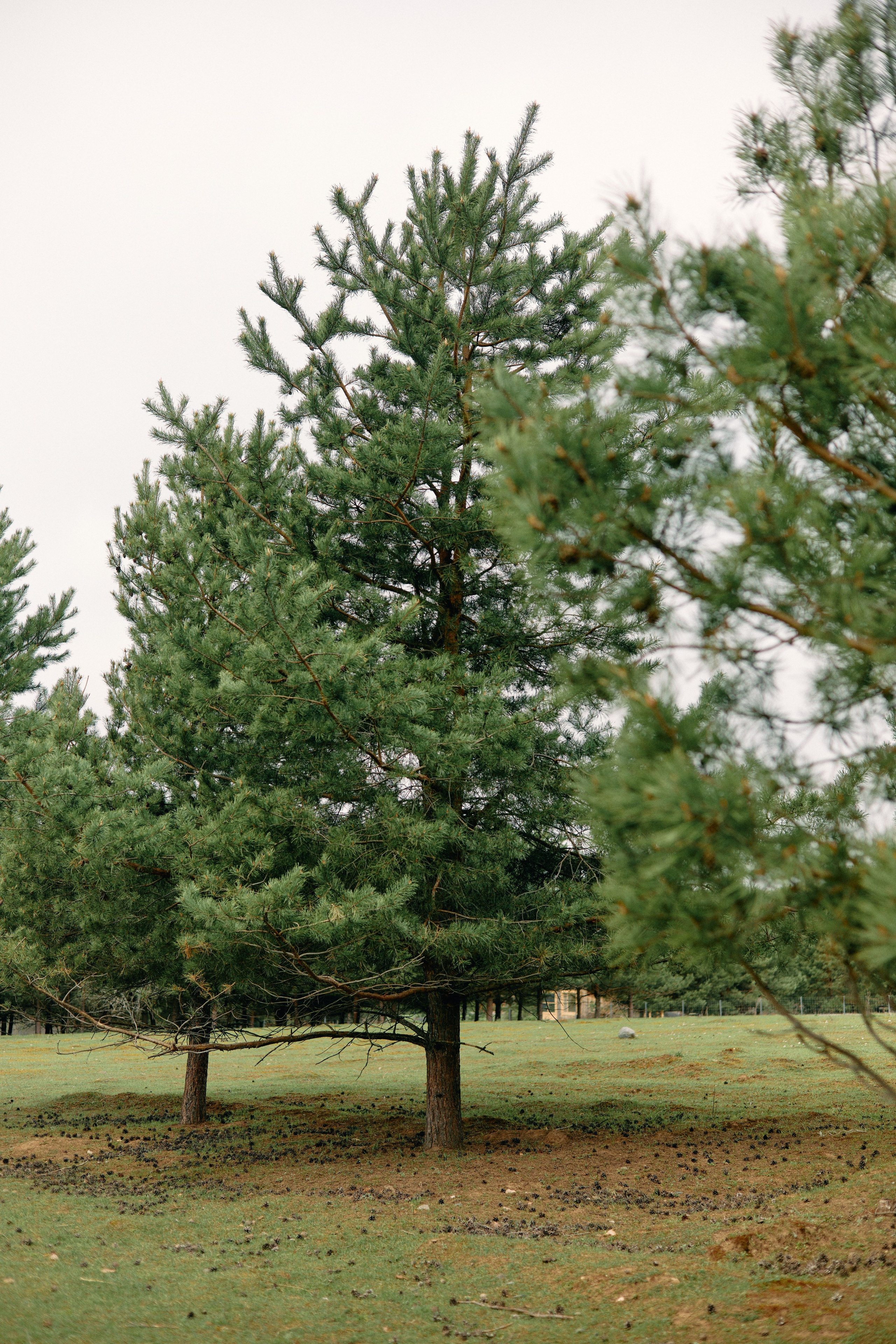 Бутик-отель Поле летом. Профессиональный Фотограф во Владимире, в Москве и в Суздале — Полина Романычева