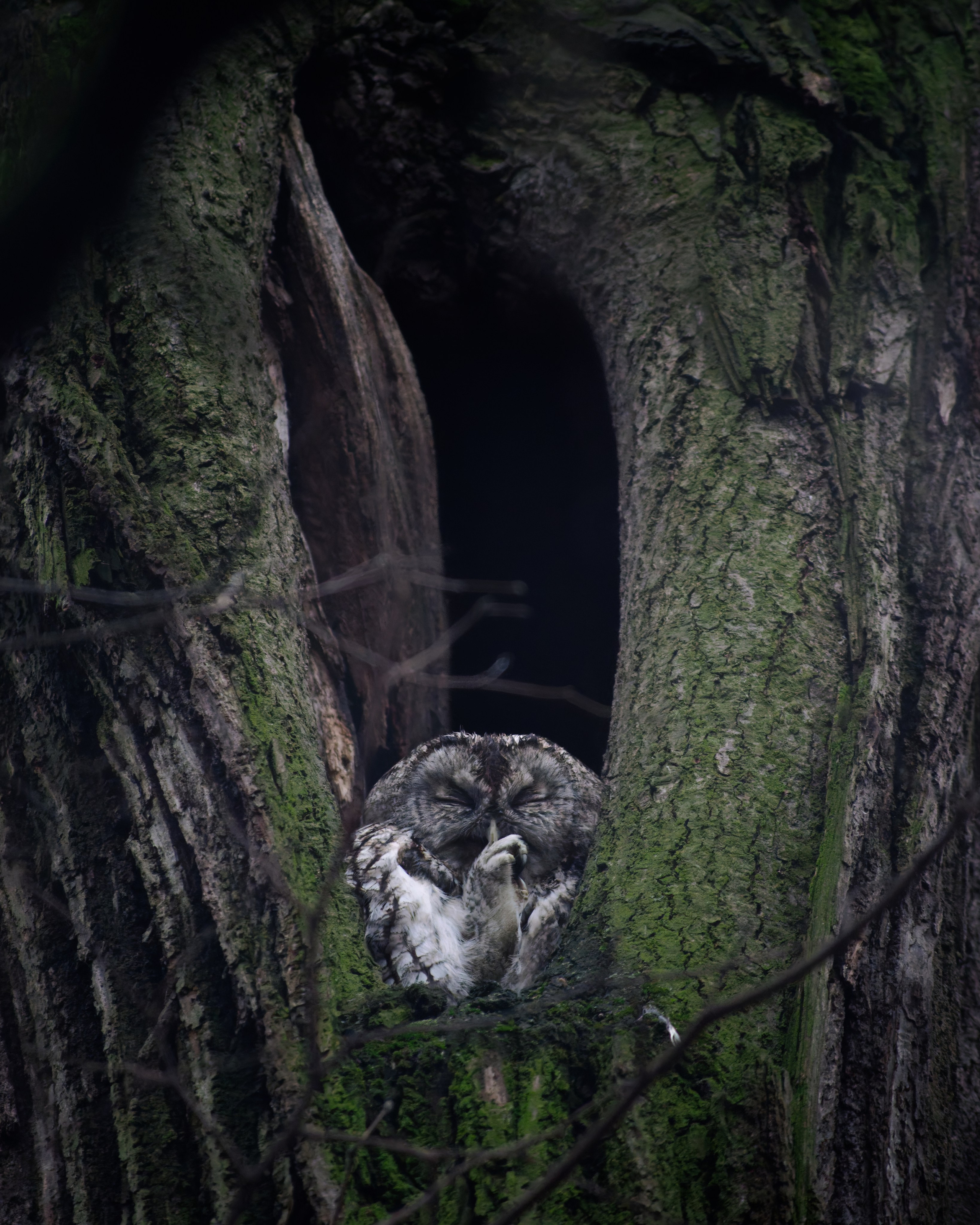 Серая неясыть спит в дупле