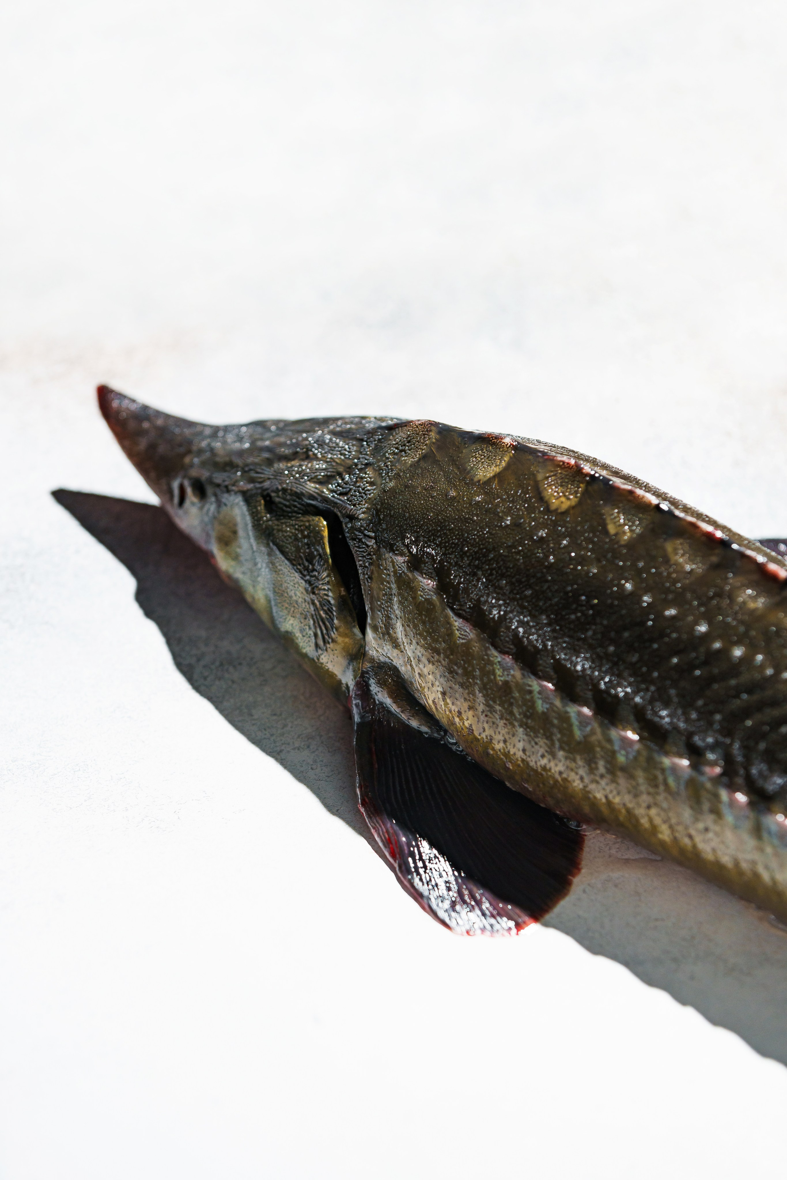 Ресторан «Murmansk». Контент фотограф в Москве Александр Хитько