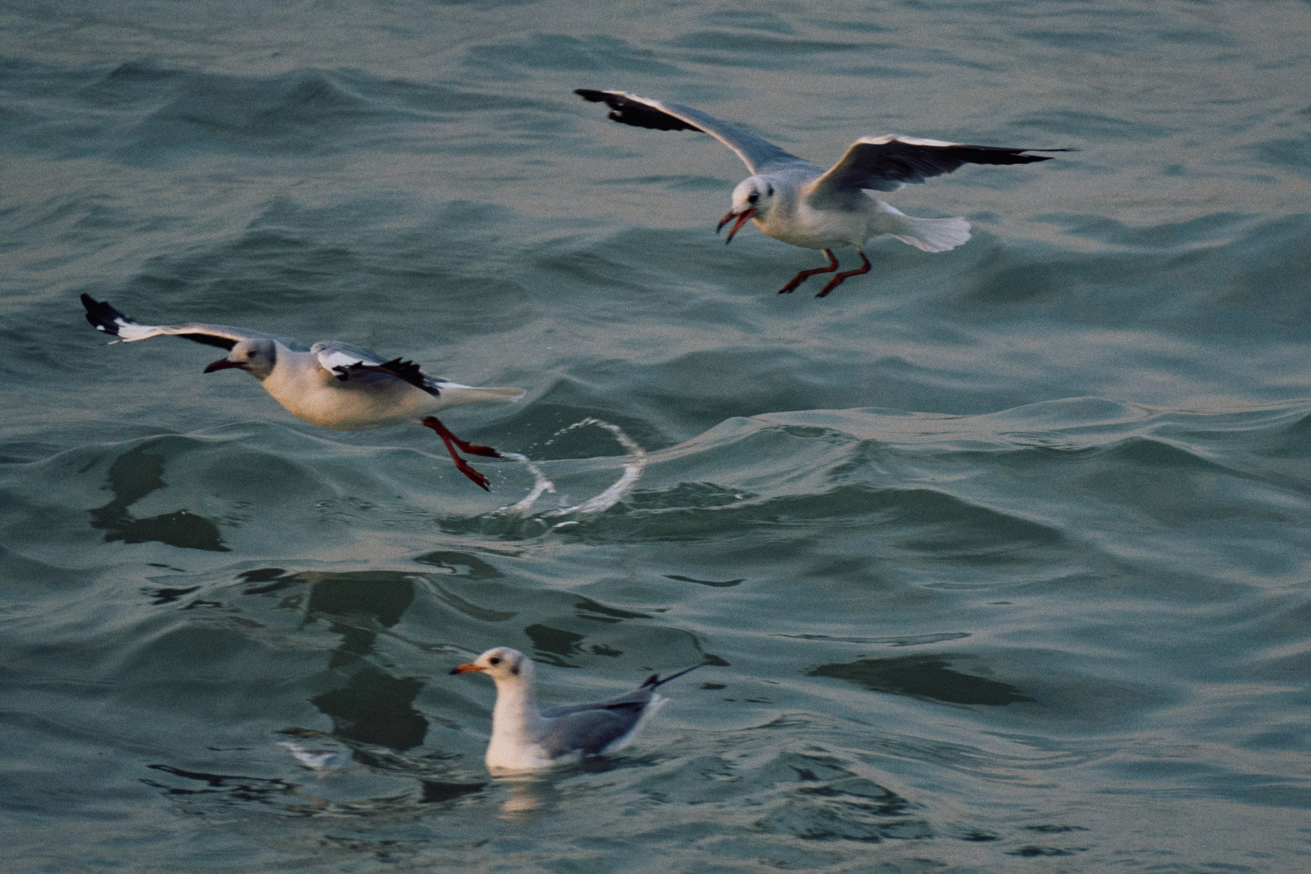 Guinea-Bissau. See the moment and catche. commercial and reportage