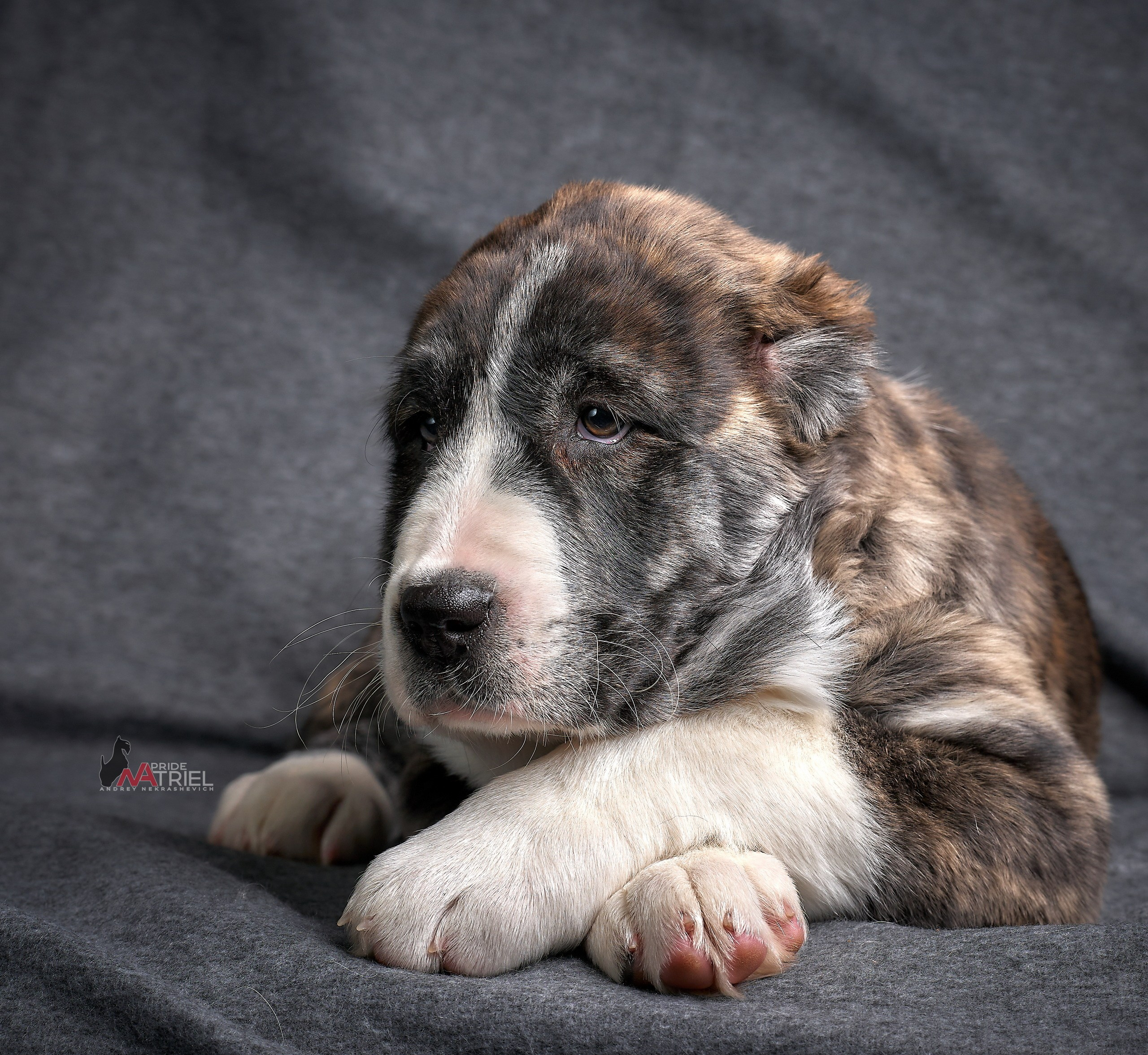 Щенки дома — галерея NATRIEL