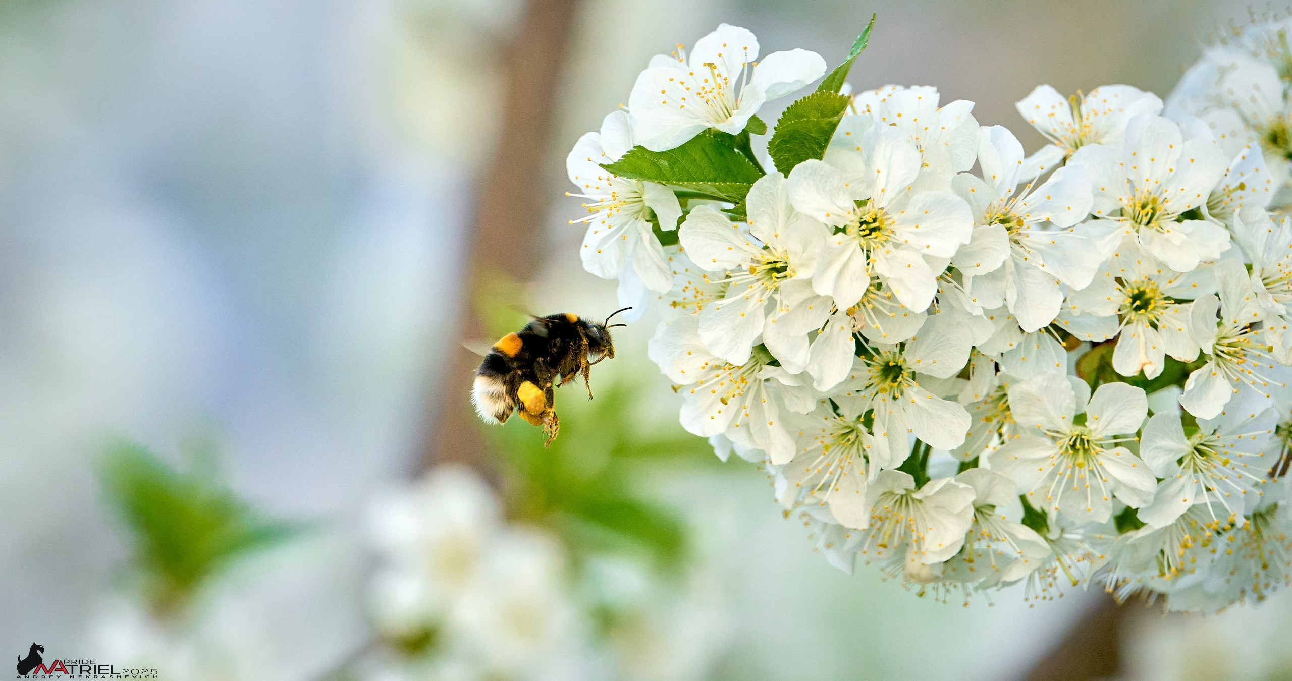 Природа в апреле. Всё в цветении!