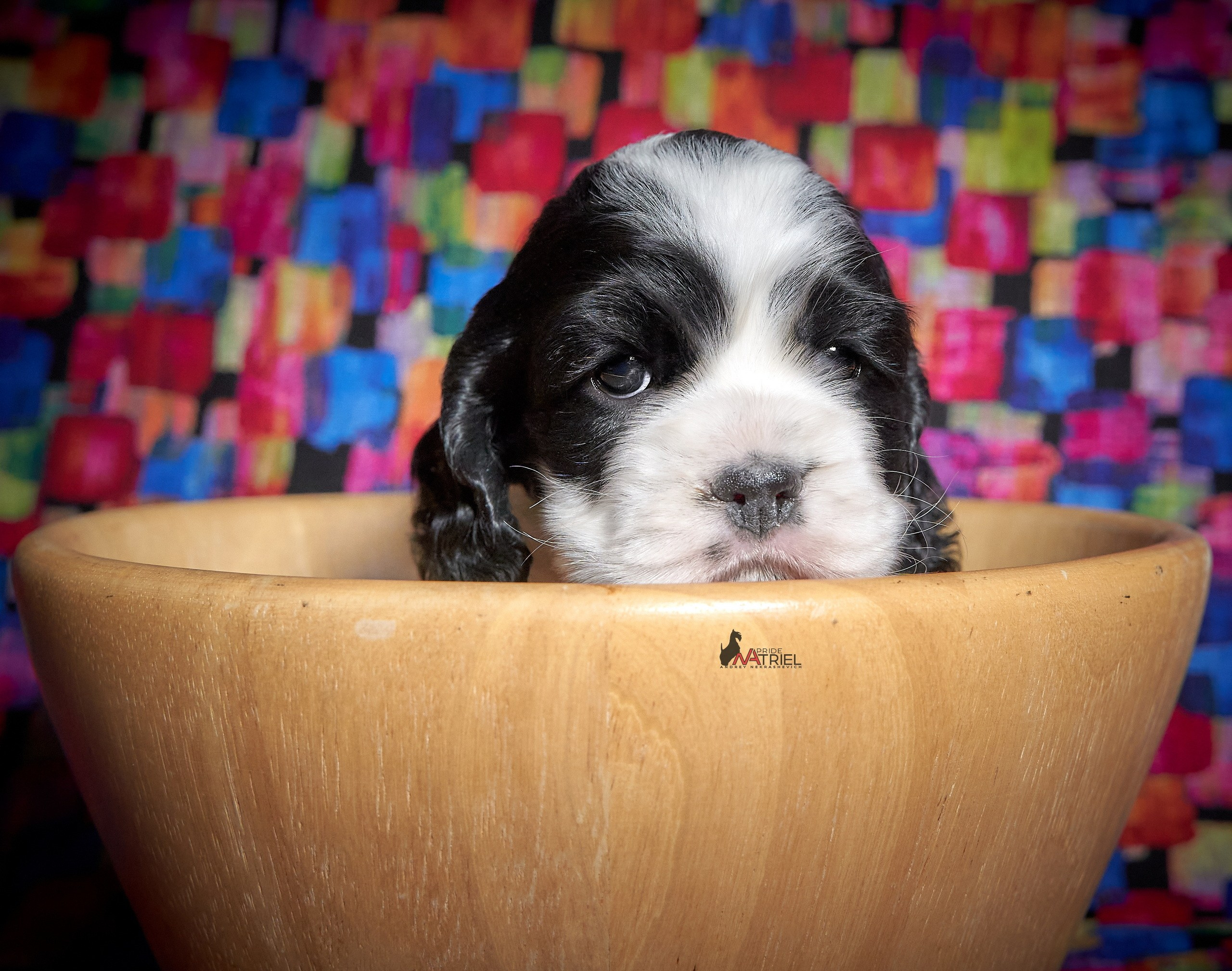 Щенки дома — галерея NATRIEL