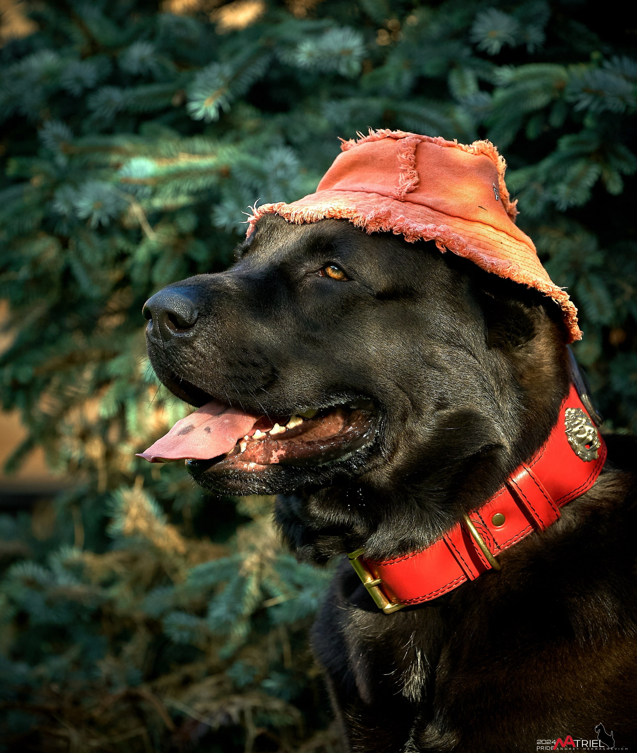 Съемка собак с выездом к Вам в дом