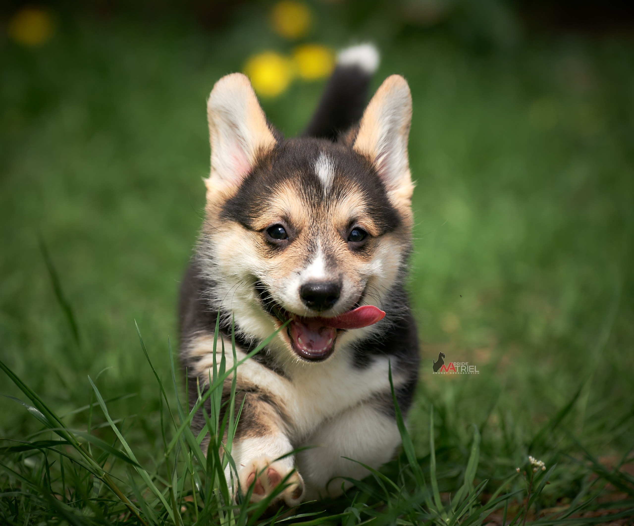 Щенки на прогулке — галерея NATRIEL