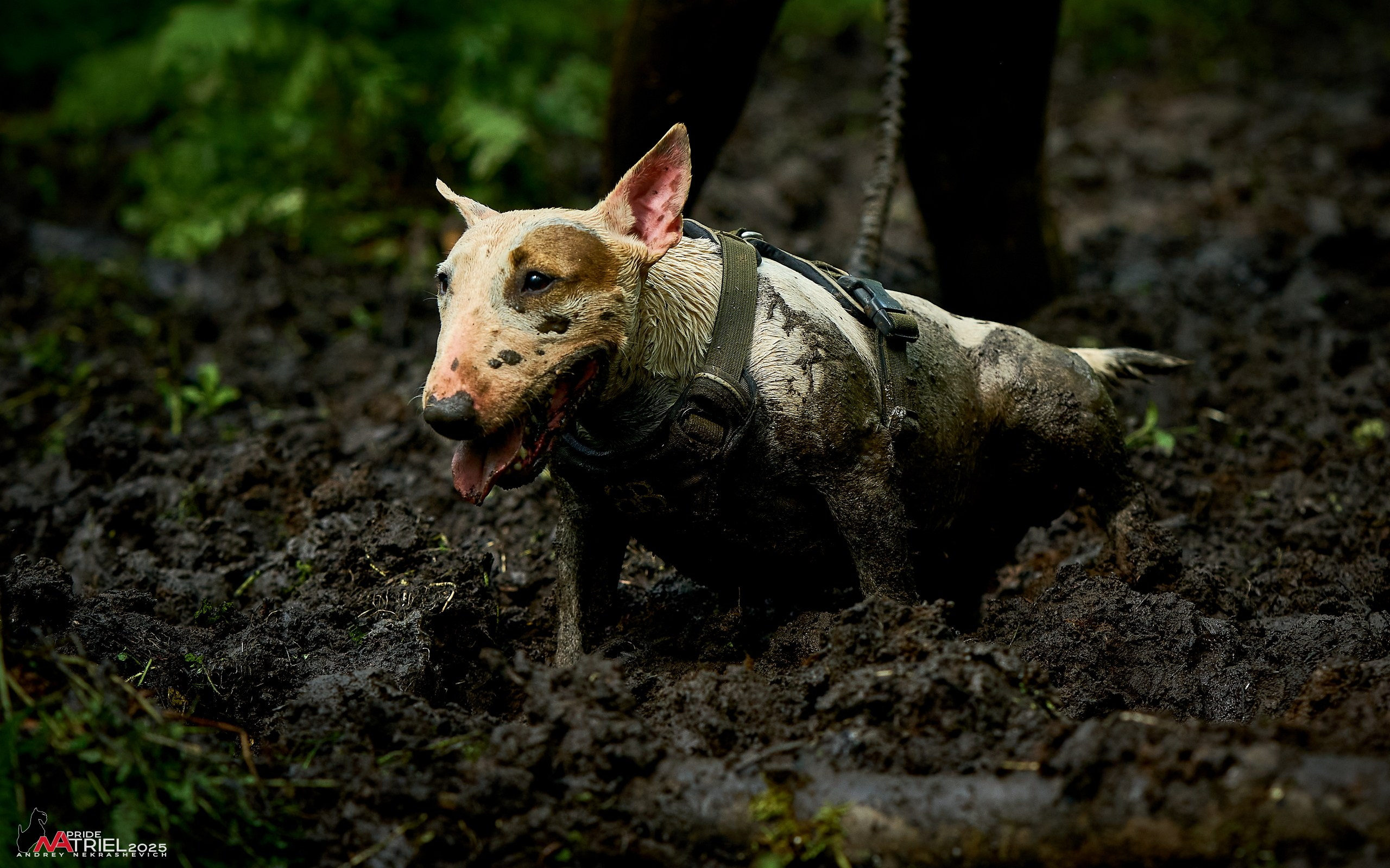 Russian Extreme Dog Trail — 2025