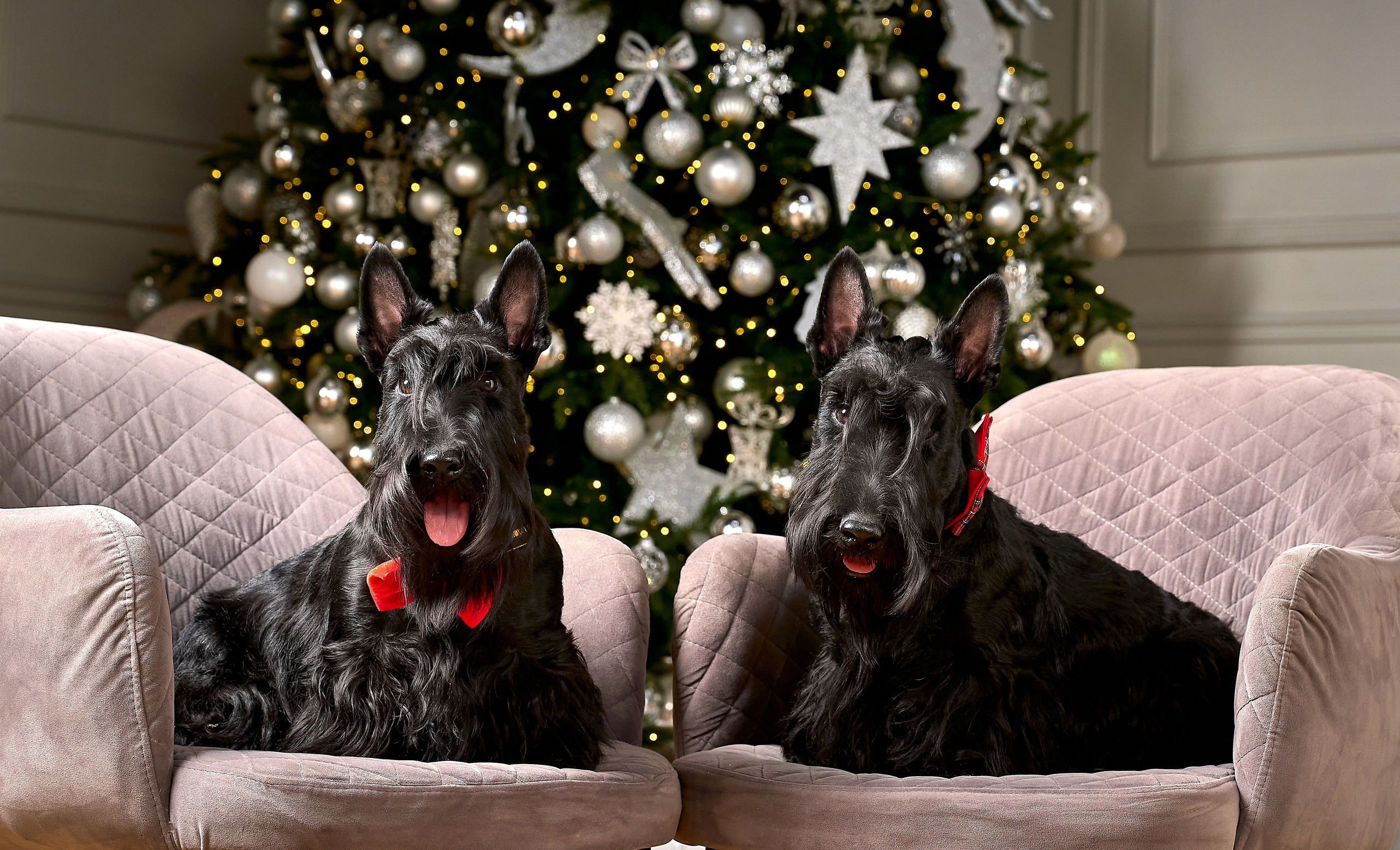 Съемка в студии со скотч-терьерами