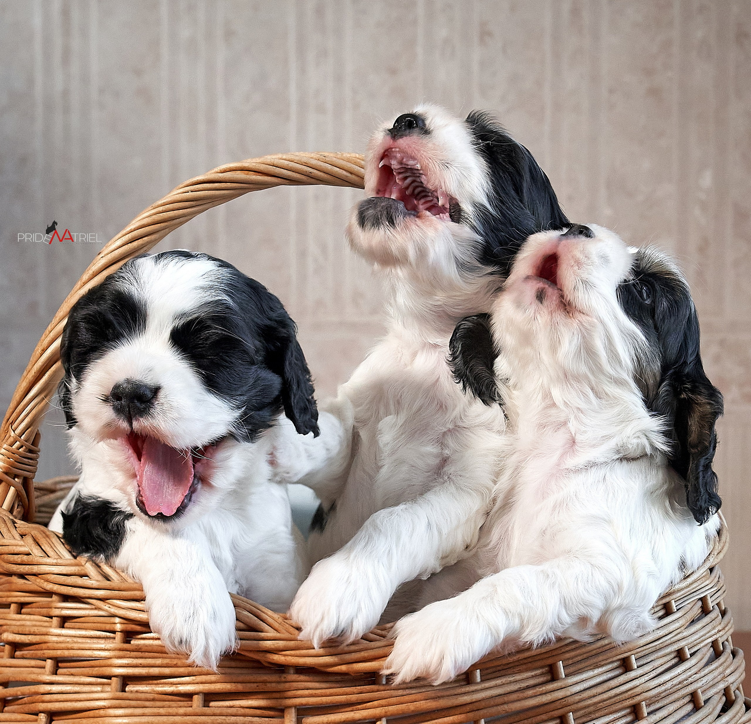 Щенки дома — галерея NATRIEL