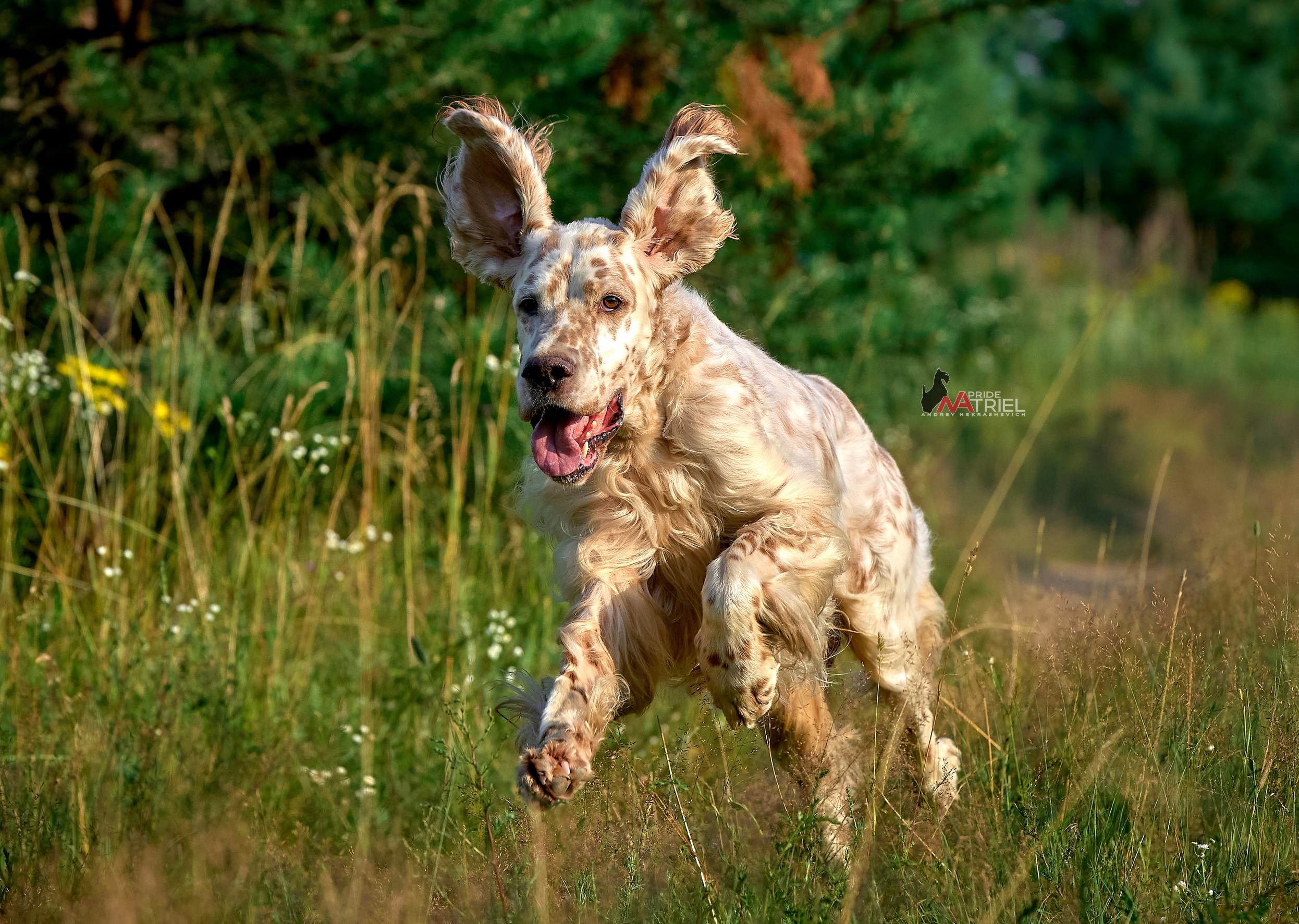 Прогулка в движении — галерея NATRIEL