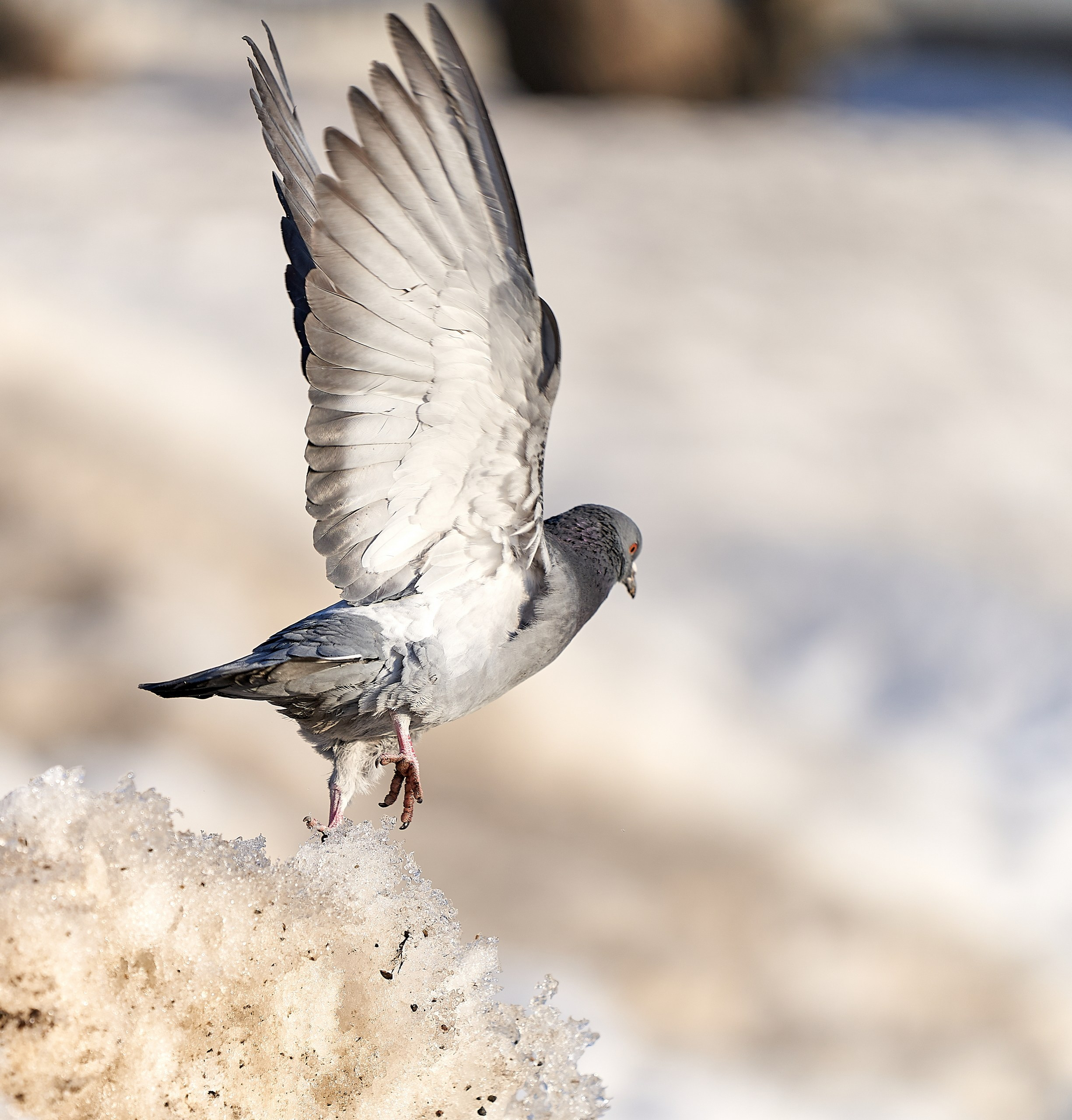 Фото птиц — галерея NATRIEL