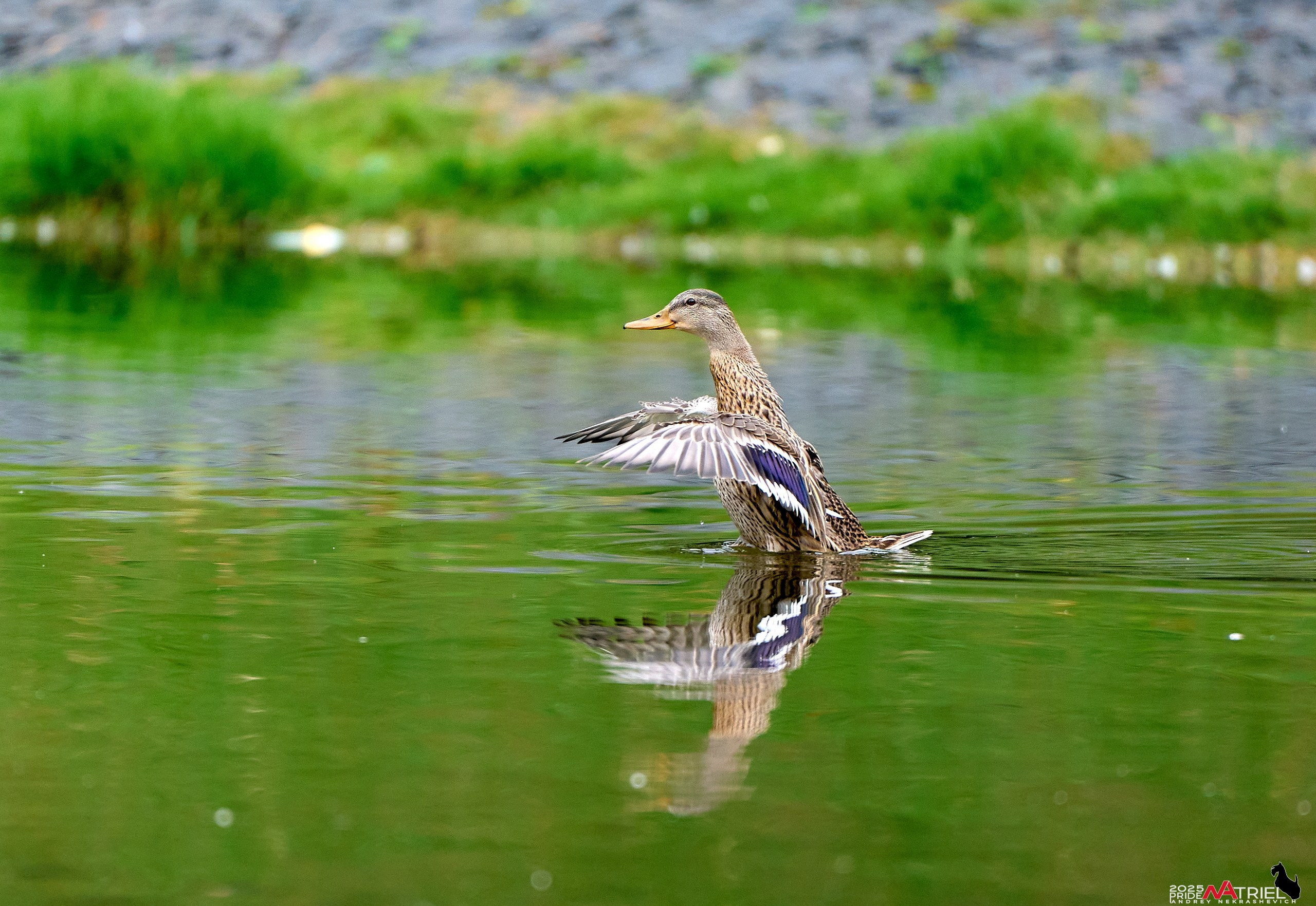 Утки на пруду