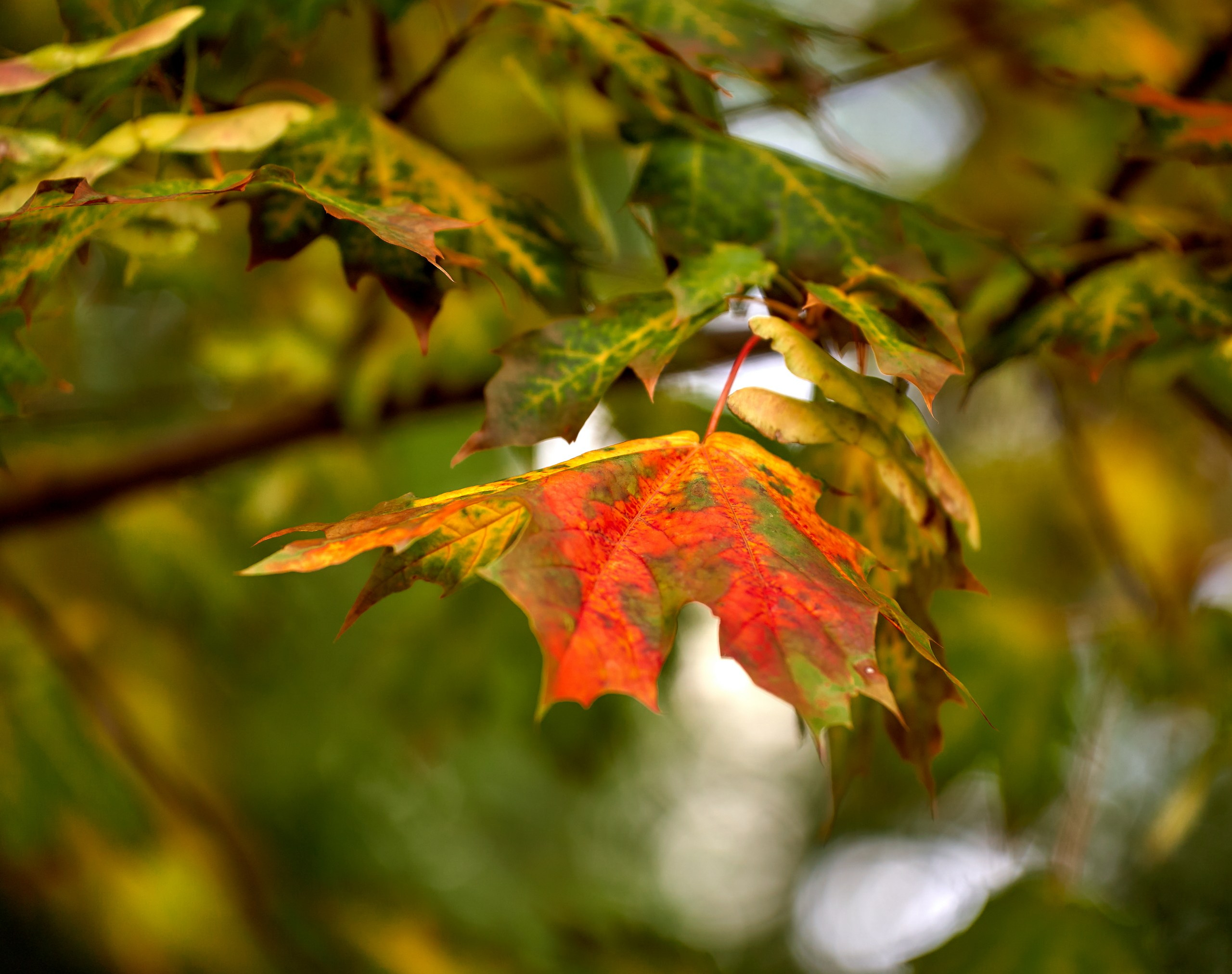 Лютики-цветочки — галерея NATRIEL
