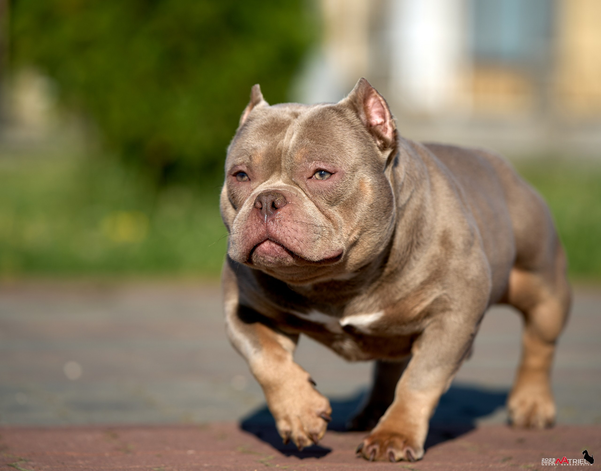 Съемка собак породы булли на природе