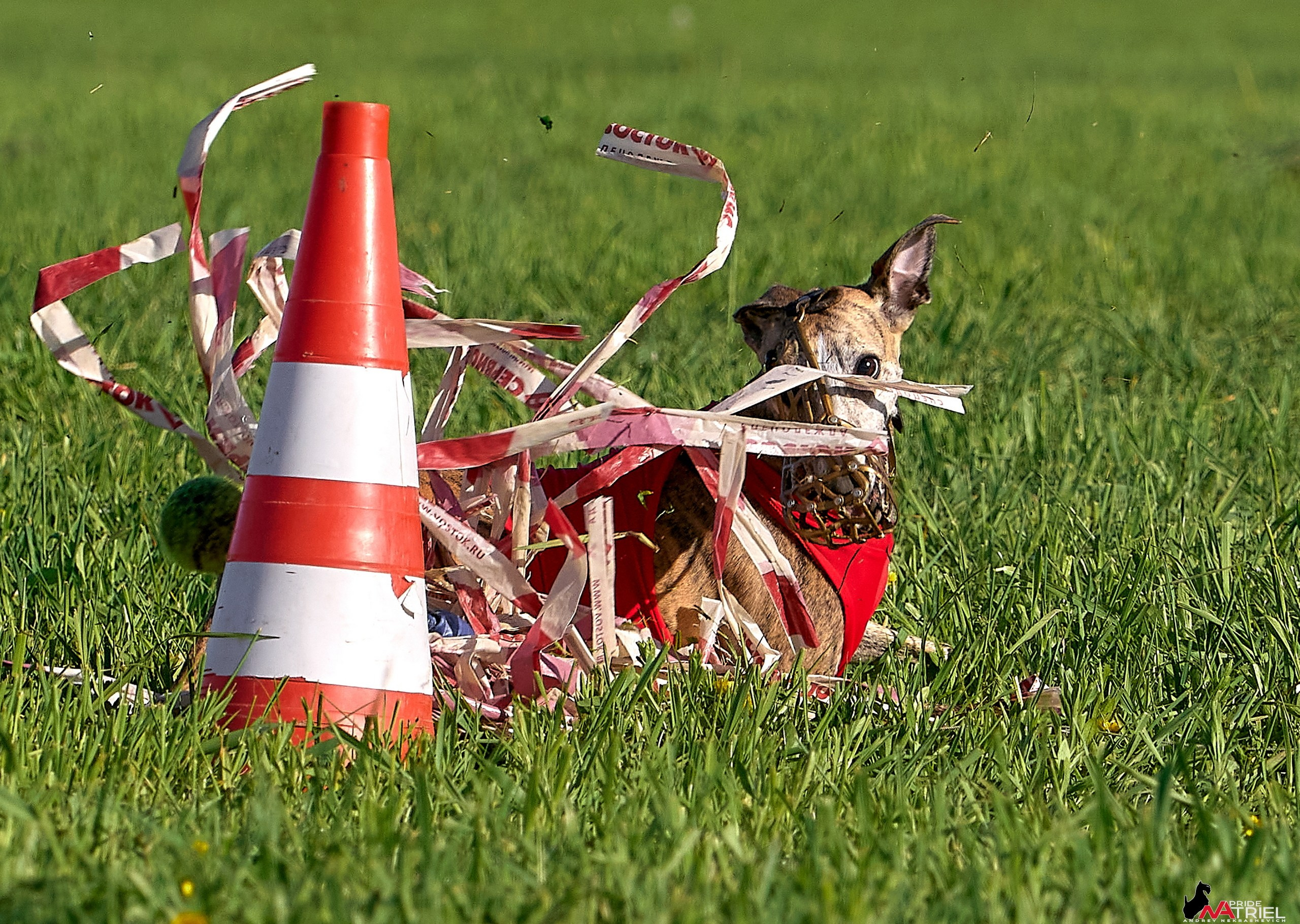 Съемка курсинг — галерея NATRIEL