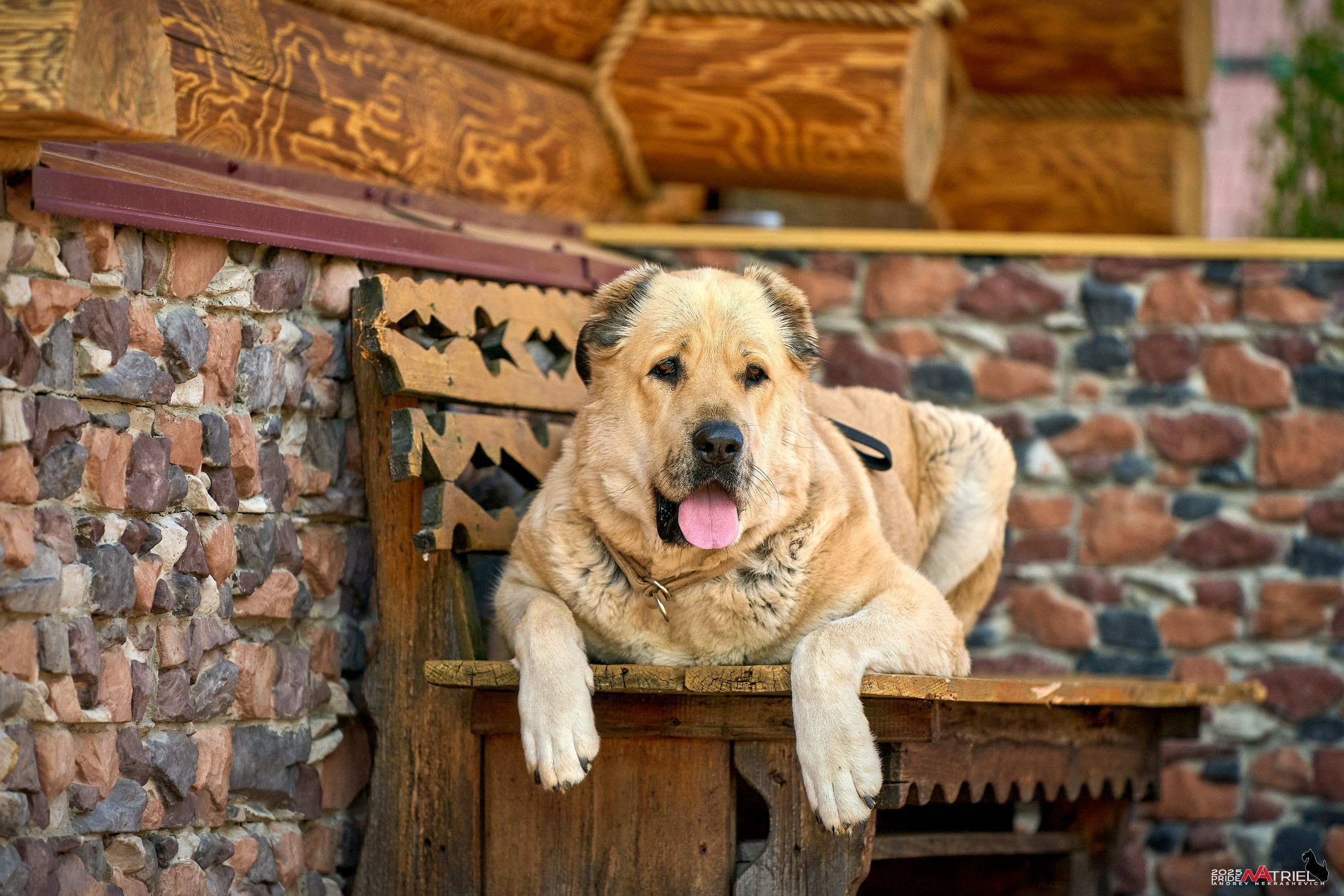 Съемка в питомнике