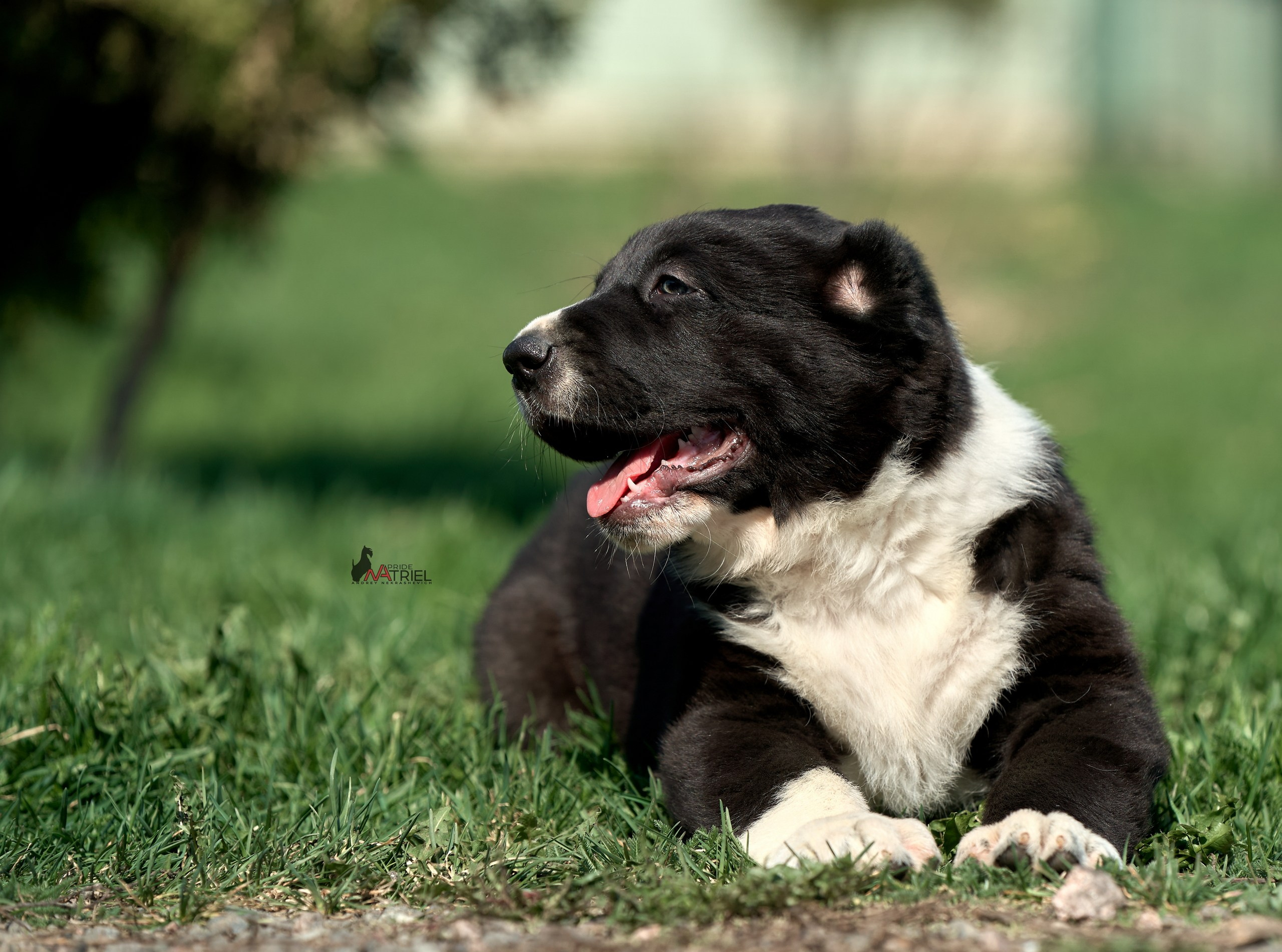 Среднеазиаты — щенки и взрослые