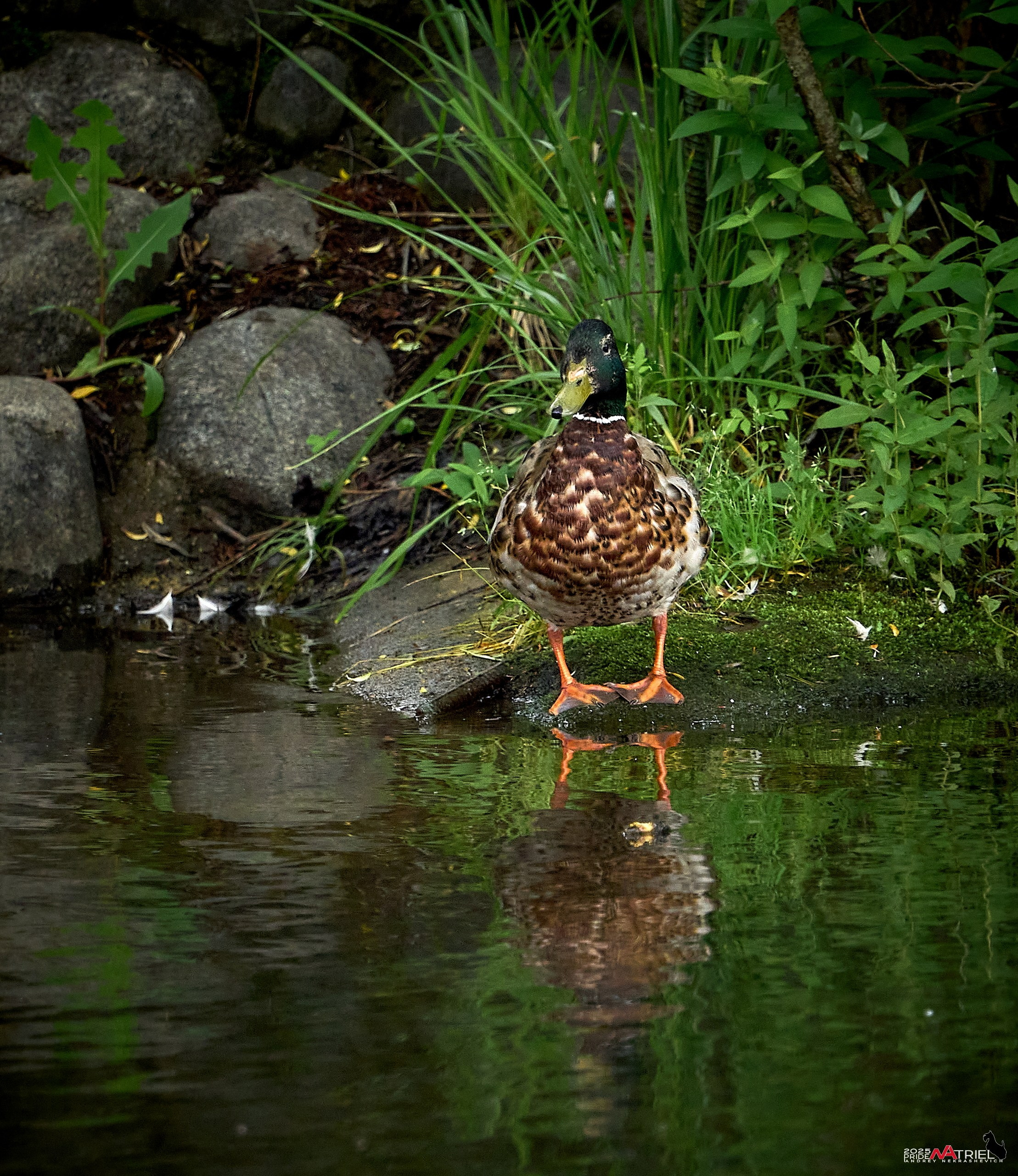 Съемка в парке на воде
