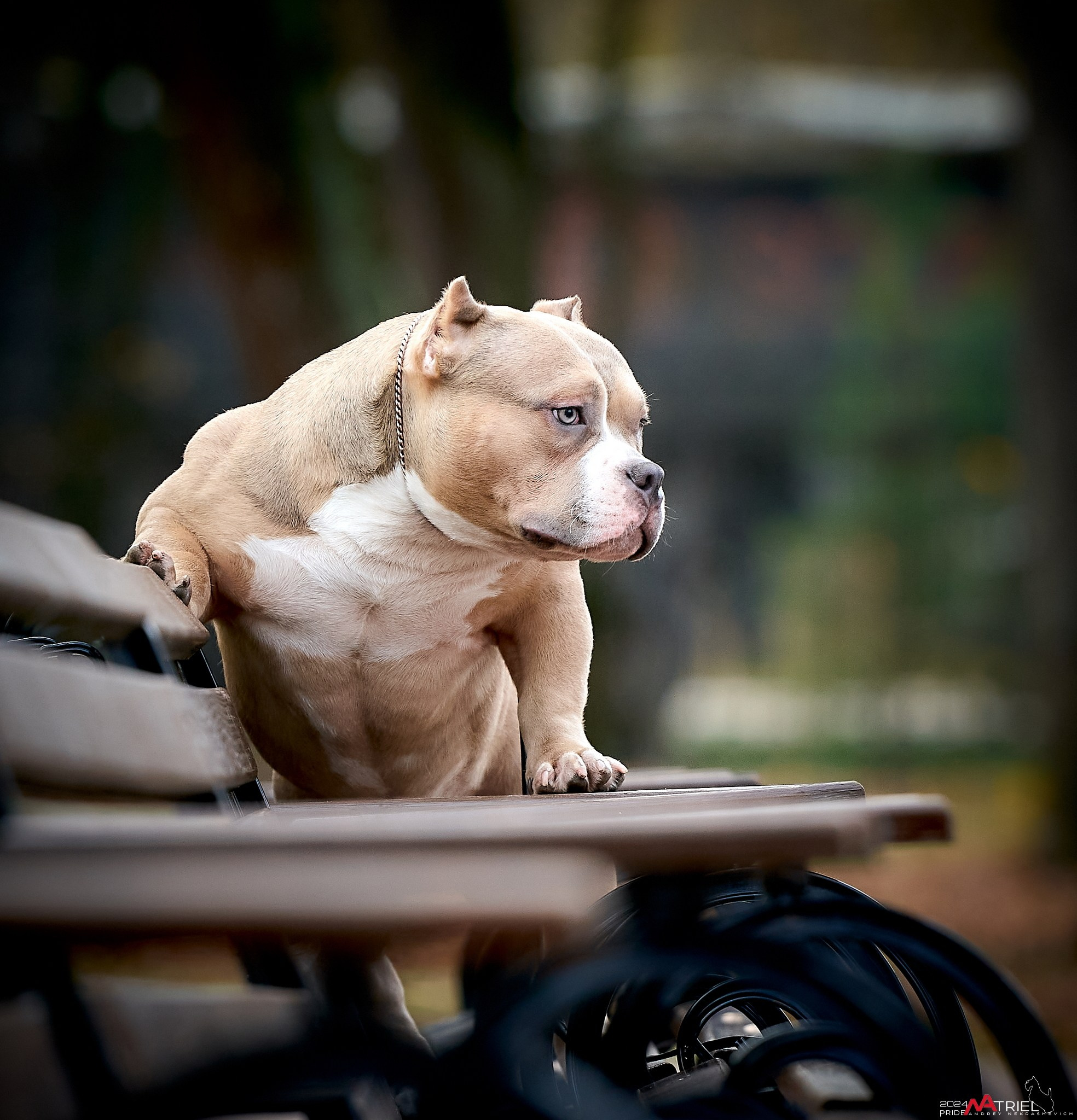 Фотопрогулка с булли в парке