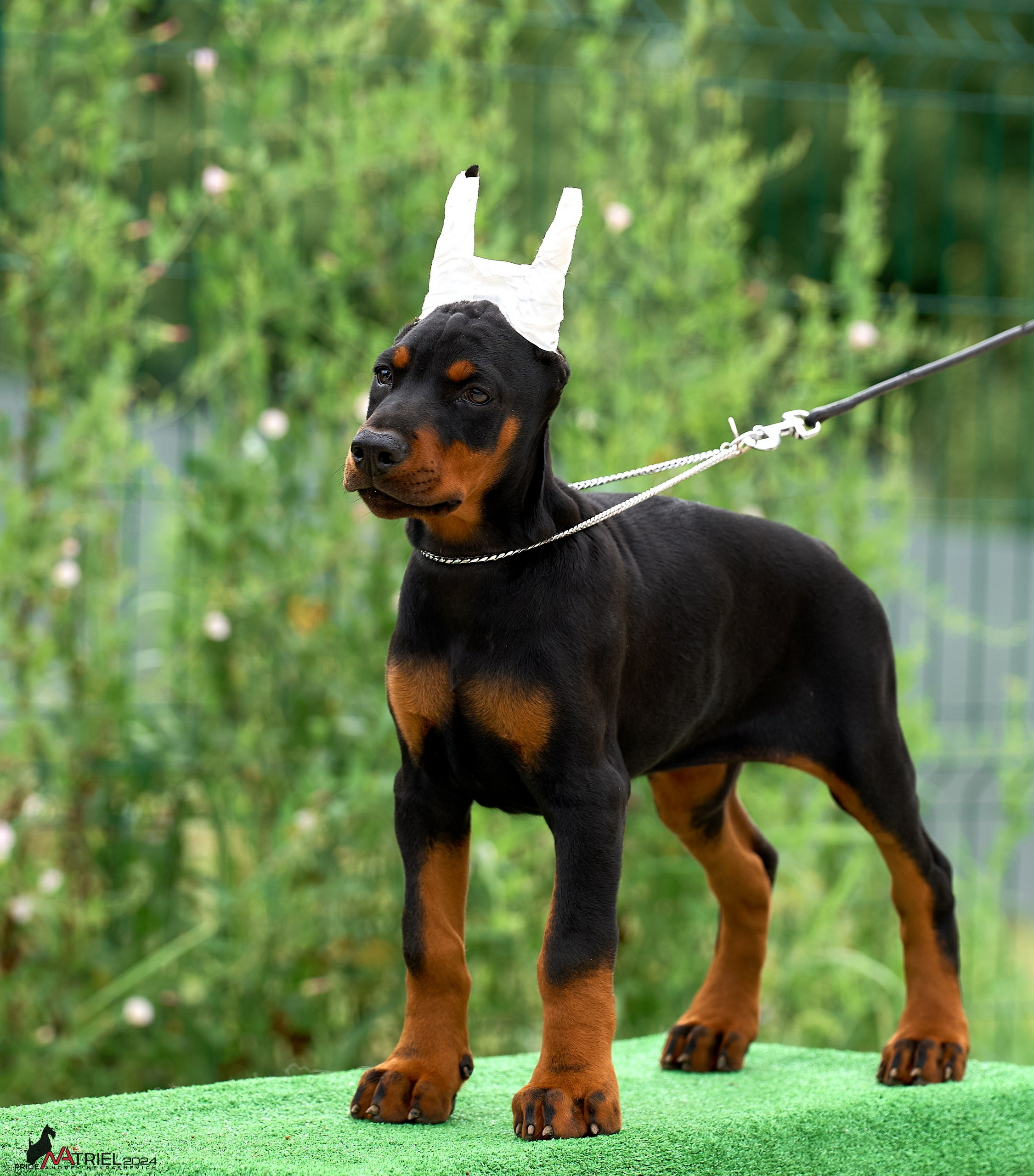 Съемка щенков доберманы