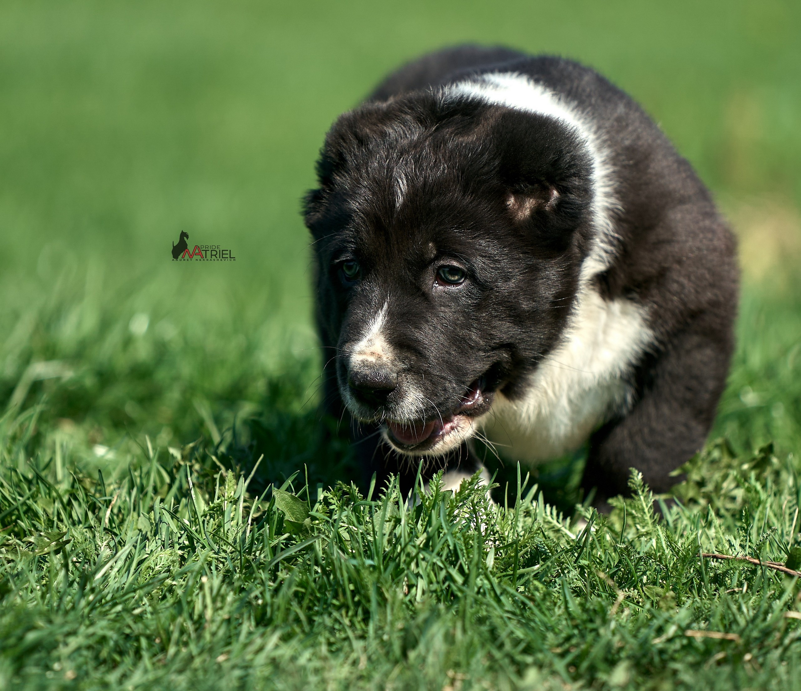Среднеазиаты — щенки и взрослые