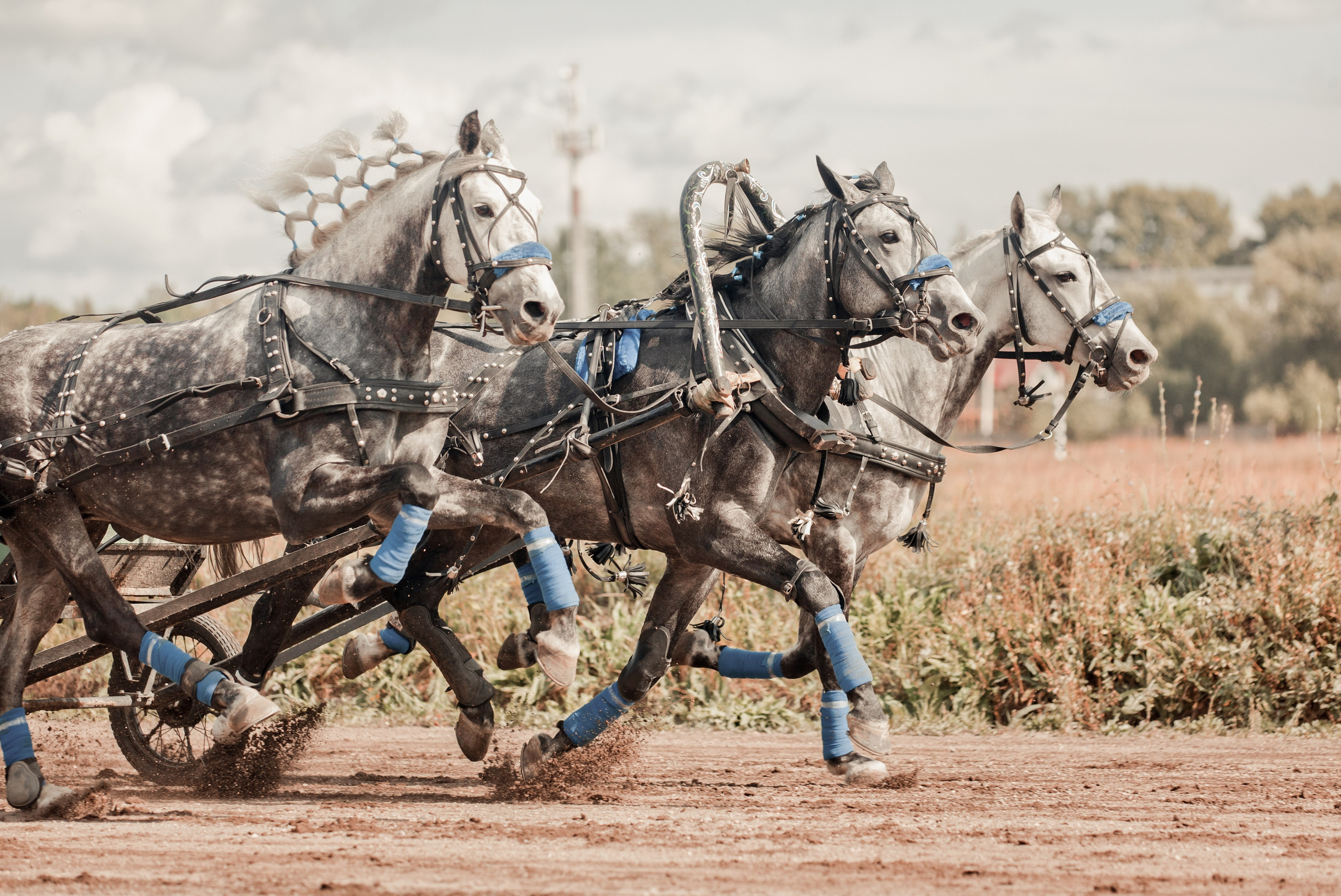 IV этап XV Чемпионата России русских троек «Раменское лето 2014». Детская Конная фотография в Москве Юлия Шепелева