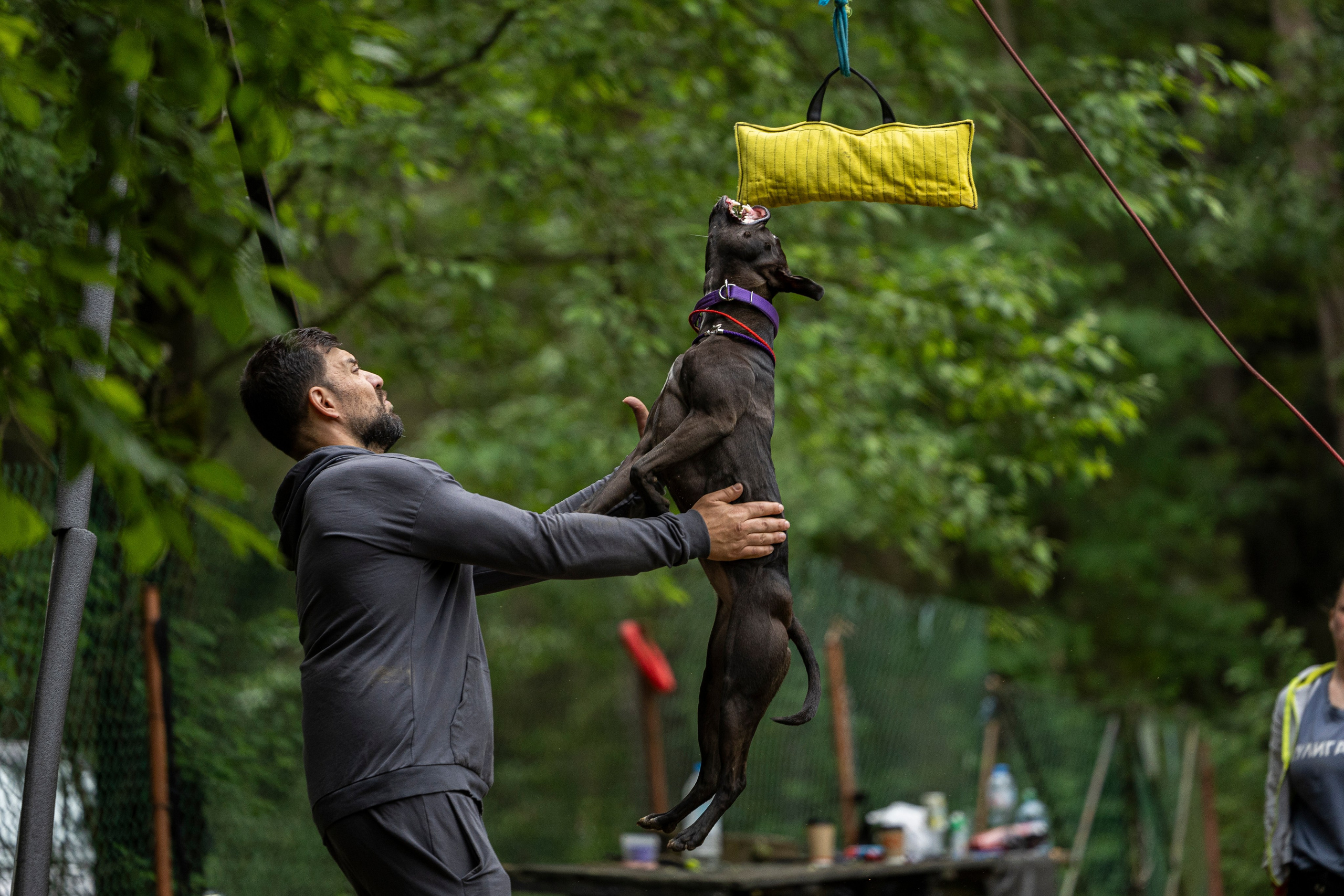 Пит-стафф многоборье. Фотограф-анималист Анна Маринич