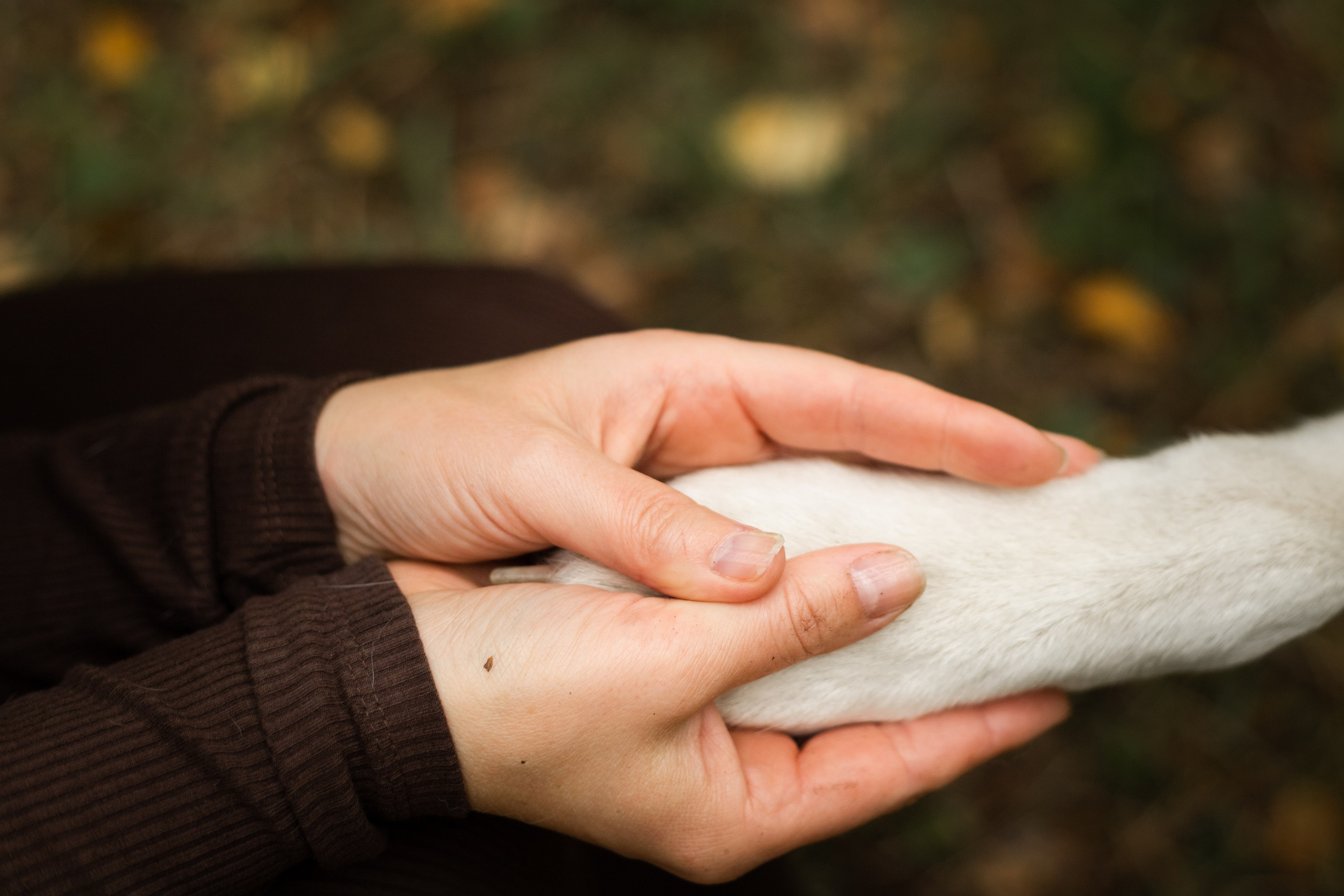 Таня и Зефирка. Фотосессия в парке с собакой. Семейный и детский фотограф в Санкт-Петербурге Павлова Елена