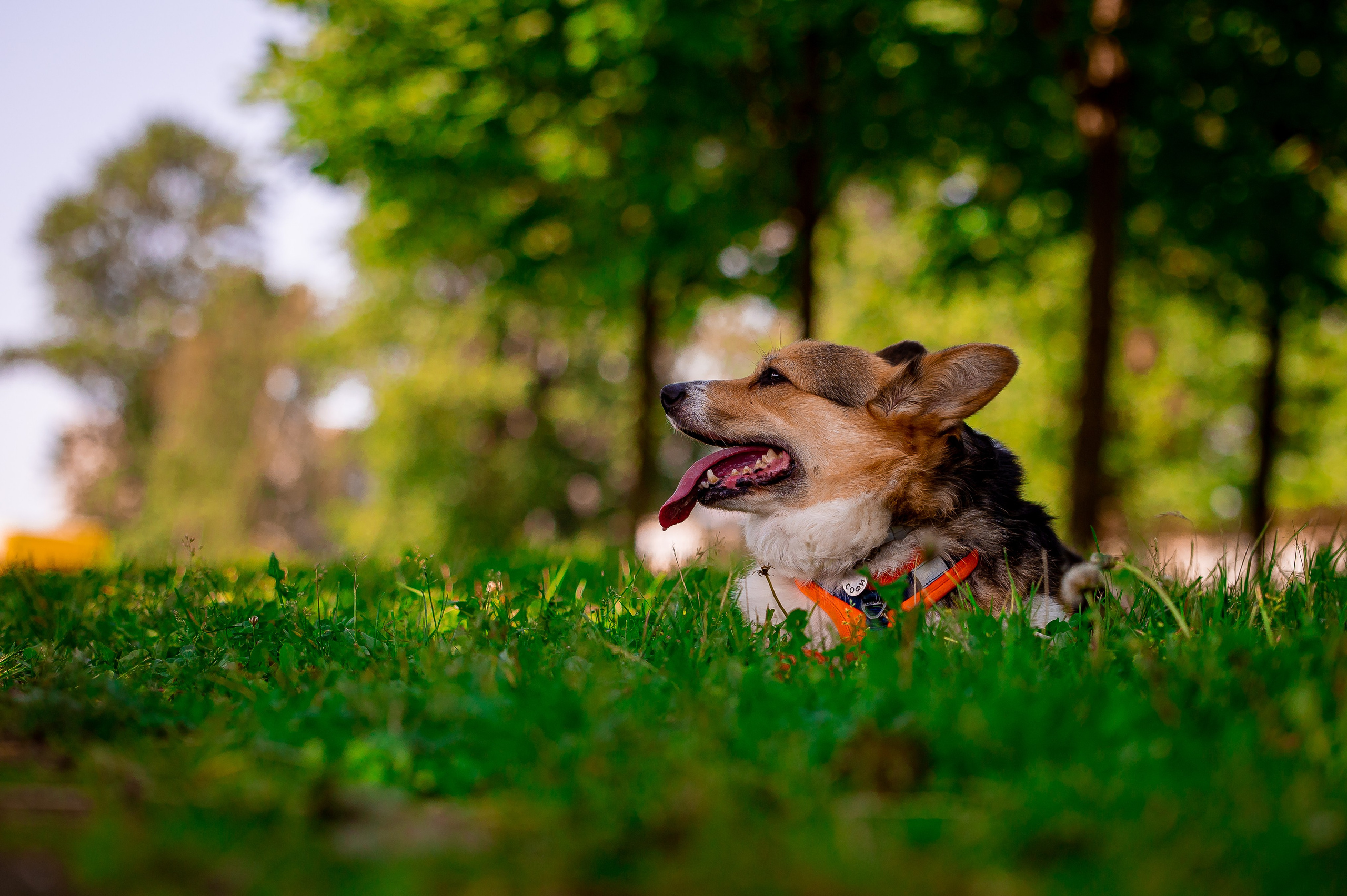 Собаки. Фотограф-анималист в Санкт-Петербурге Анастасия Иванова