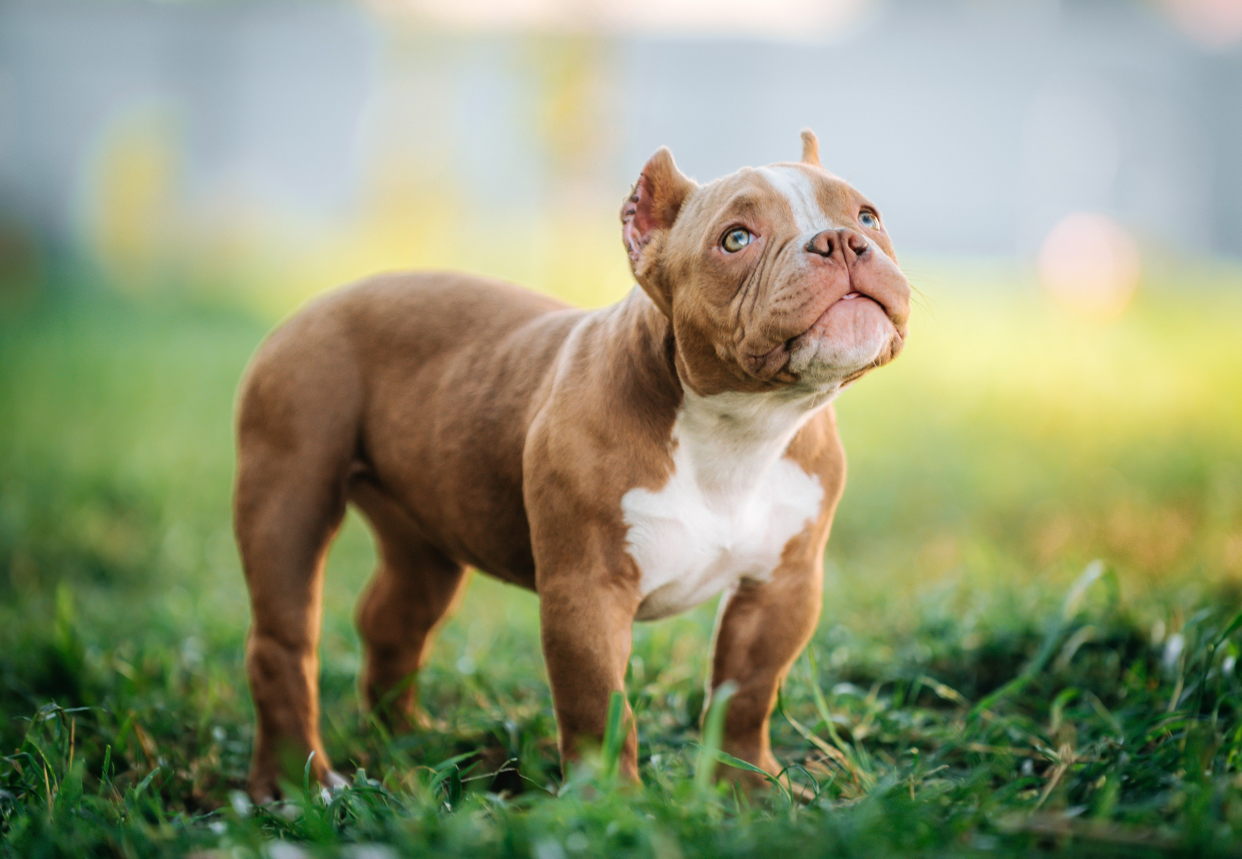 Американский булли щенки. Главная