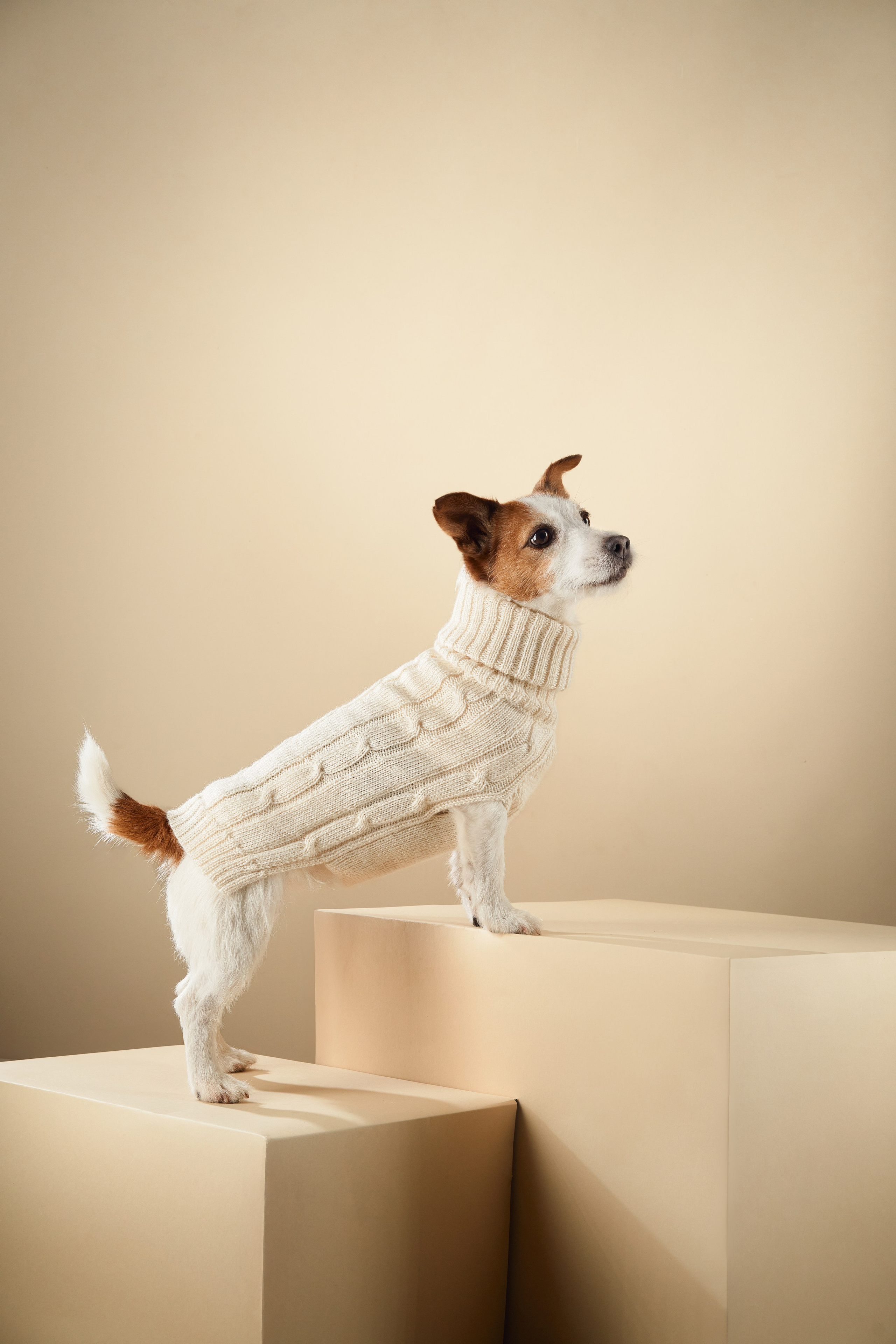 Advertising shooting with animals. Pets in advertising. Dog photographer Averianova Anna — Art photography of dogs