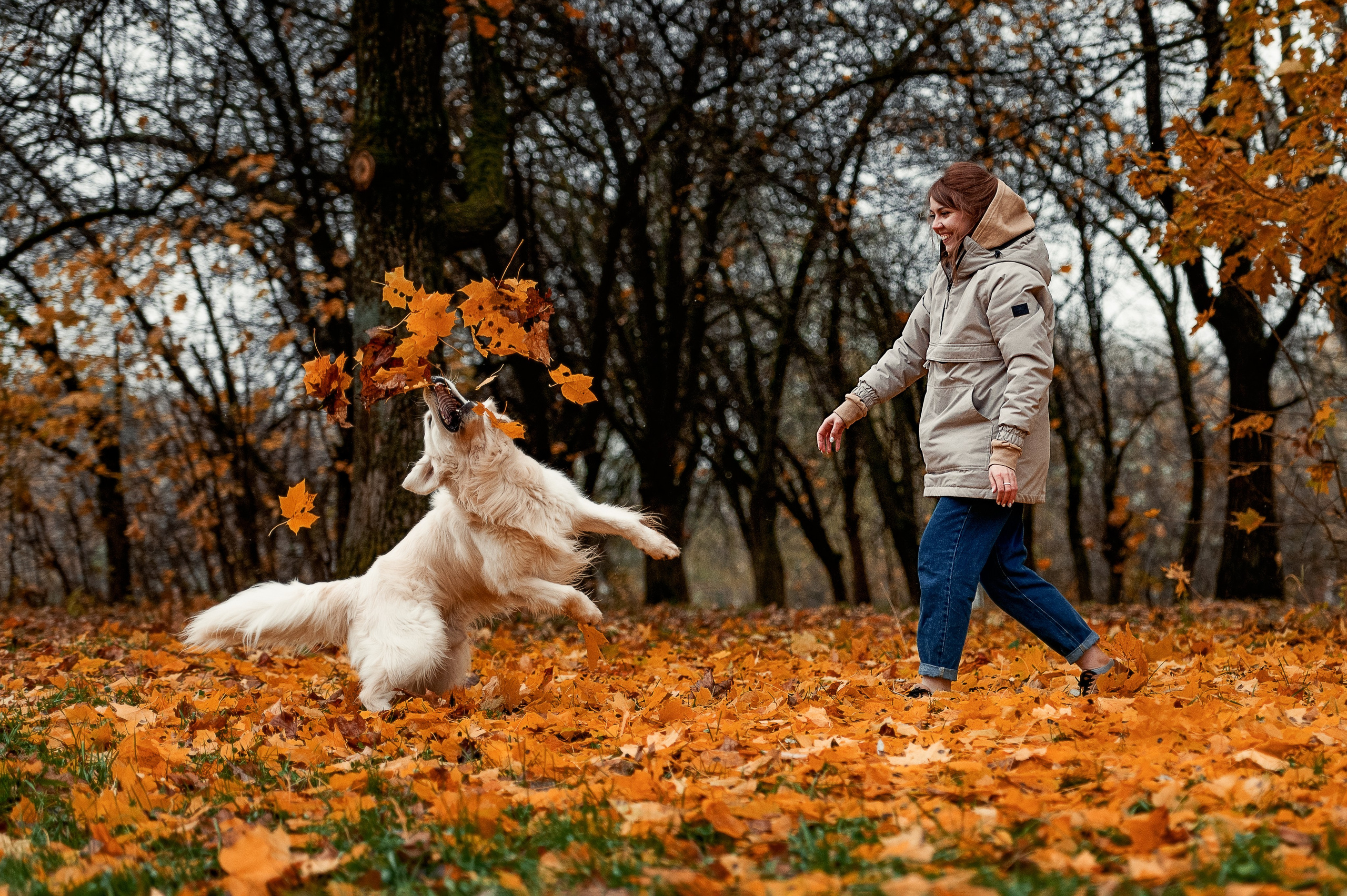 Айс и золотая осень. Фотограф-анималист