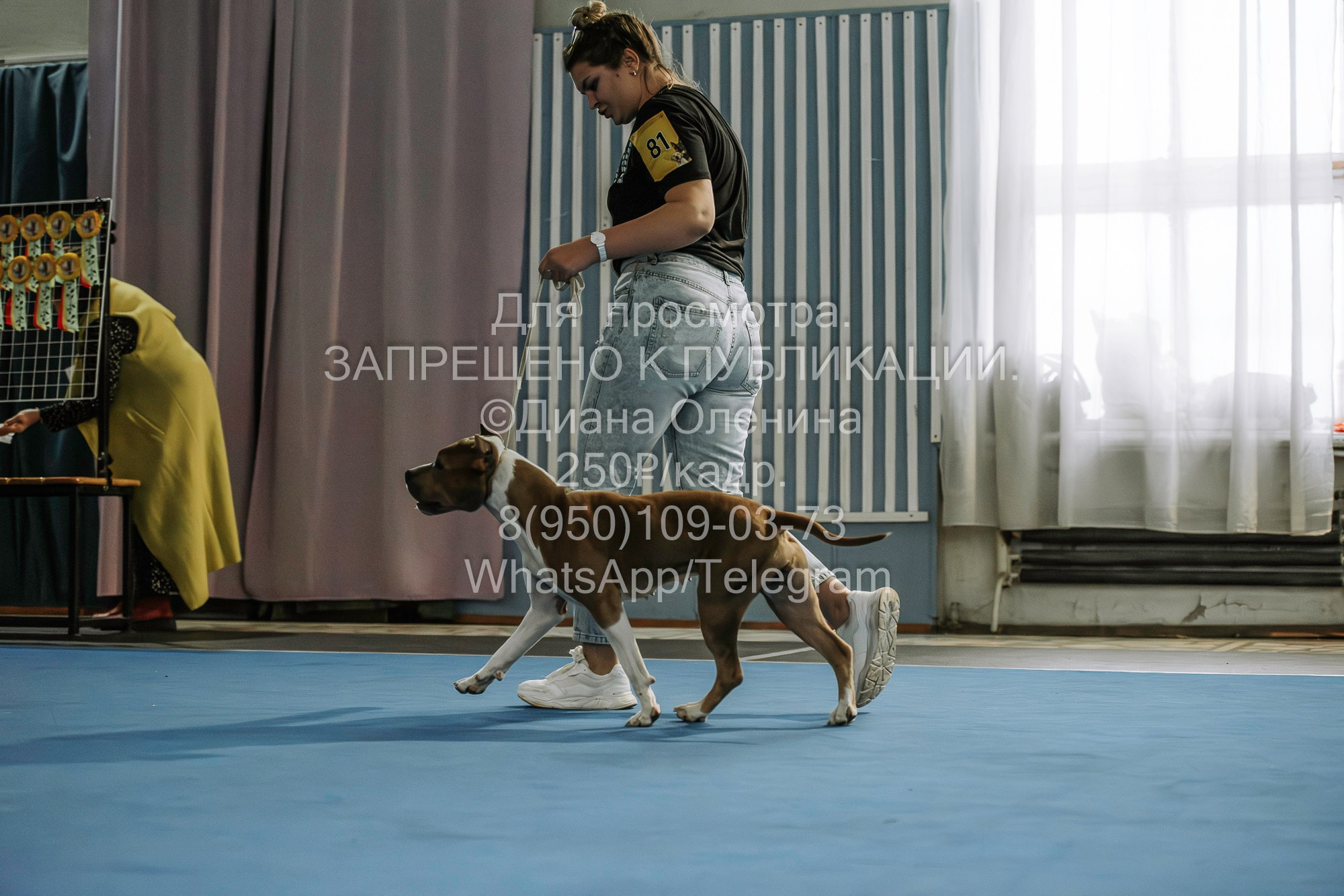 Выставка собак Красноярск 29.10.2023. Фотограф Диана Оленина Красноярск / Братск