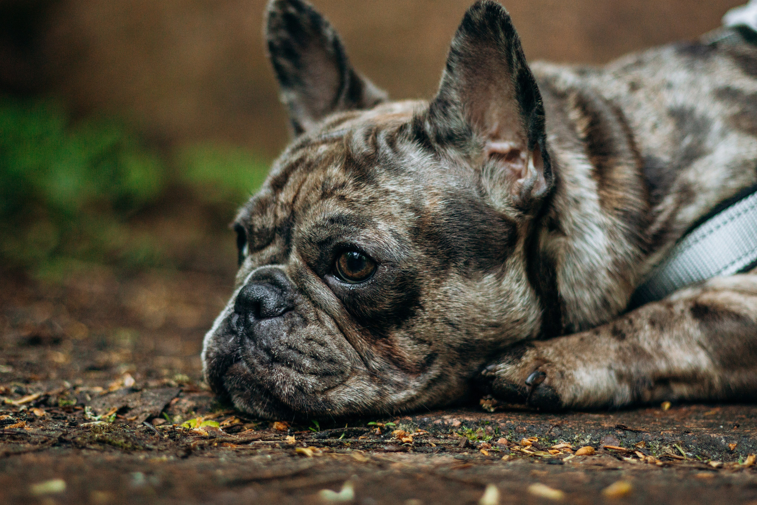 Алёна и Моника. Фотограф-анималист в Санкт-Петербурге