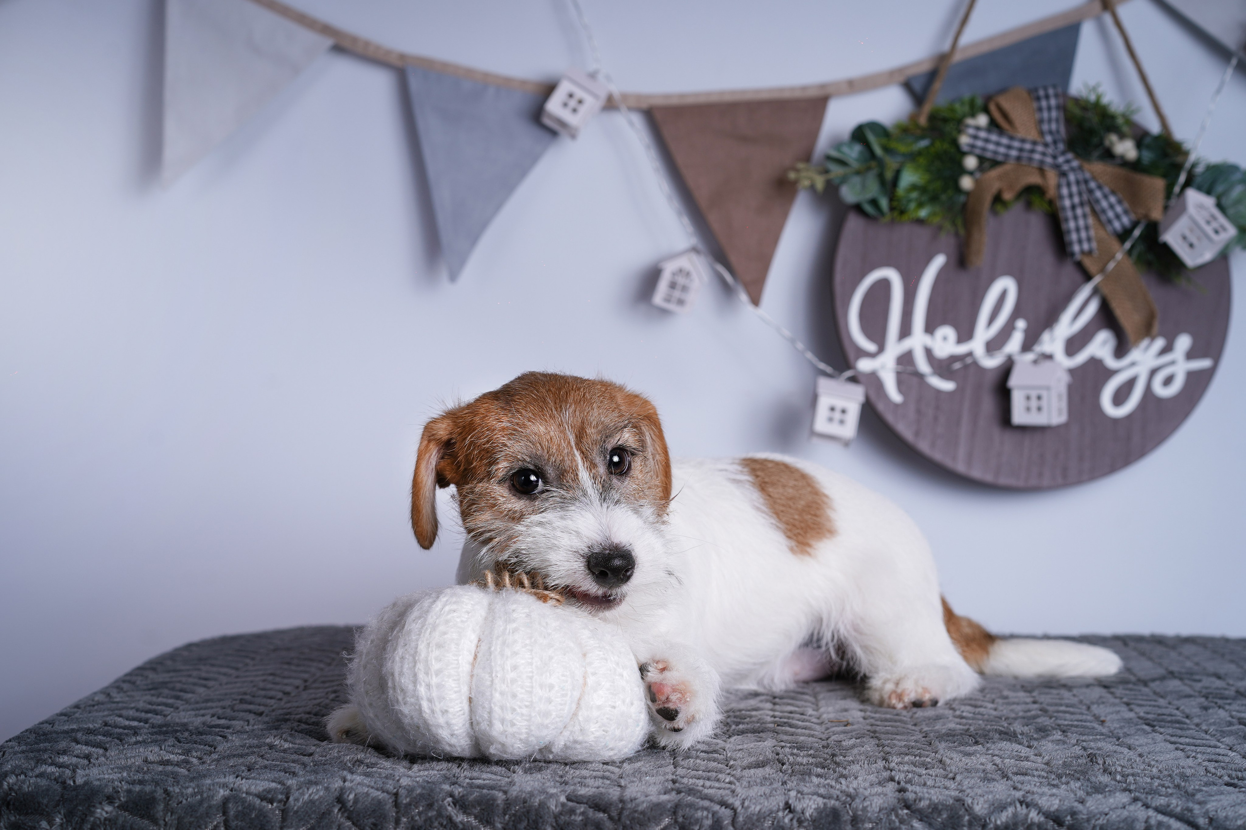 Щенки дрт. Фотограф-анималист в Санкт-Петербурге Яна Мартынова