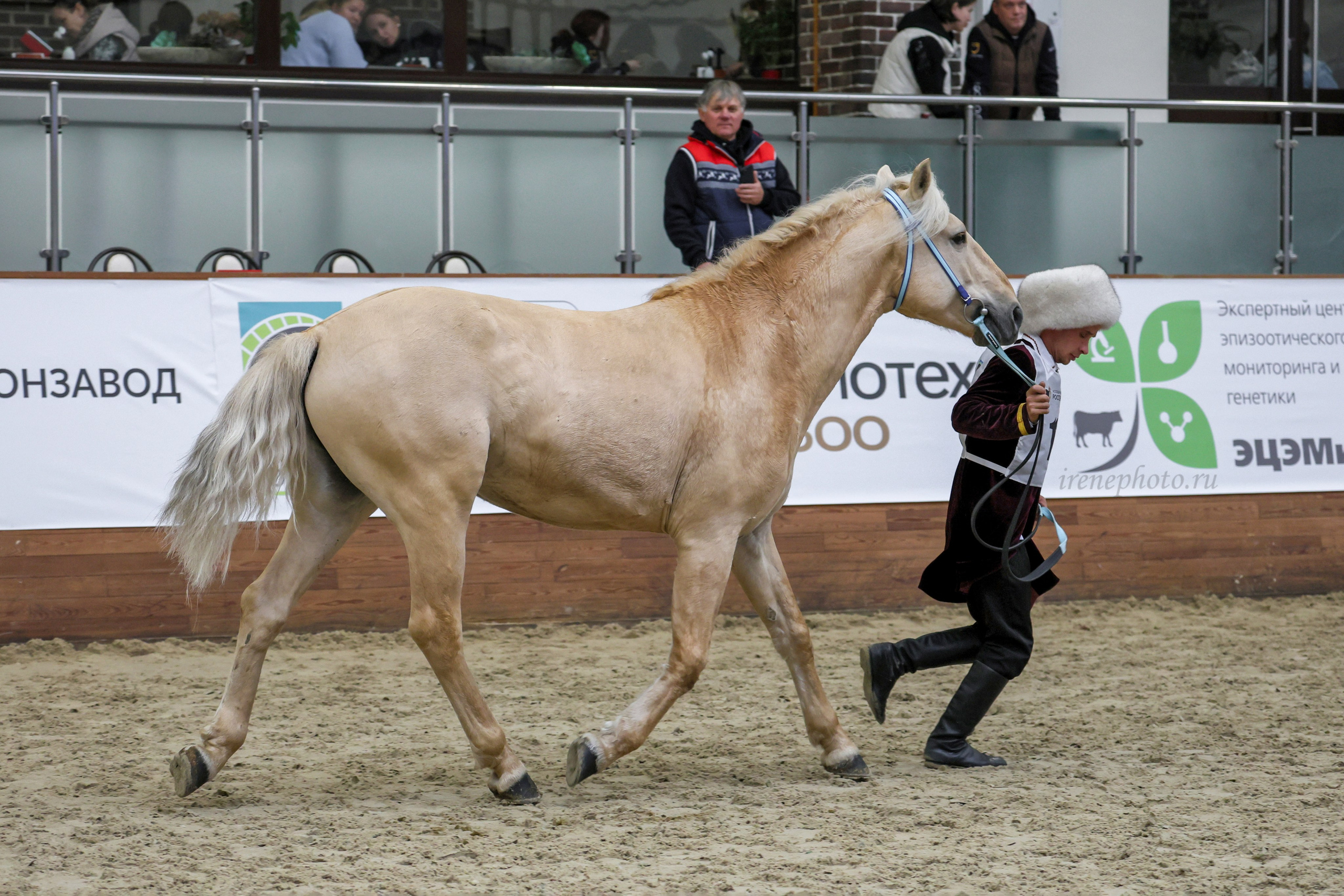 Конная Россия 2024. Irenephoto.ru
