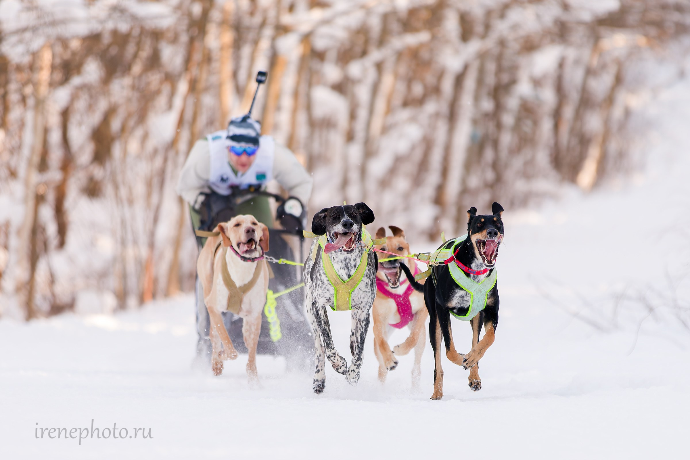 Чемпионат и Первенство Ленобласти — зима 2026. Irenephoto.ru