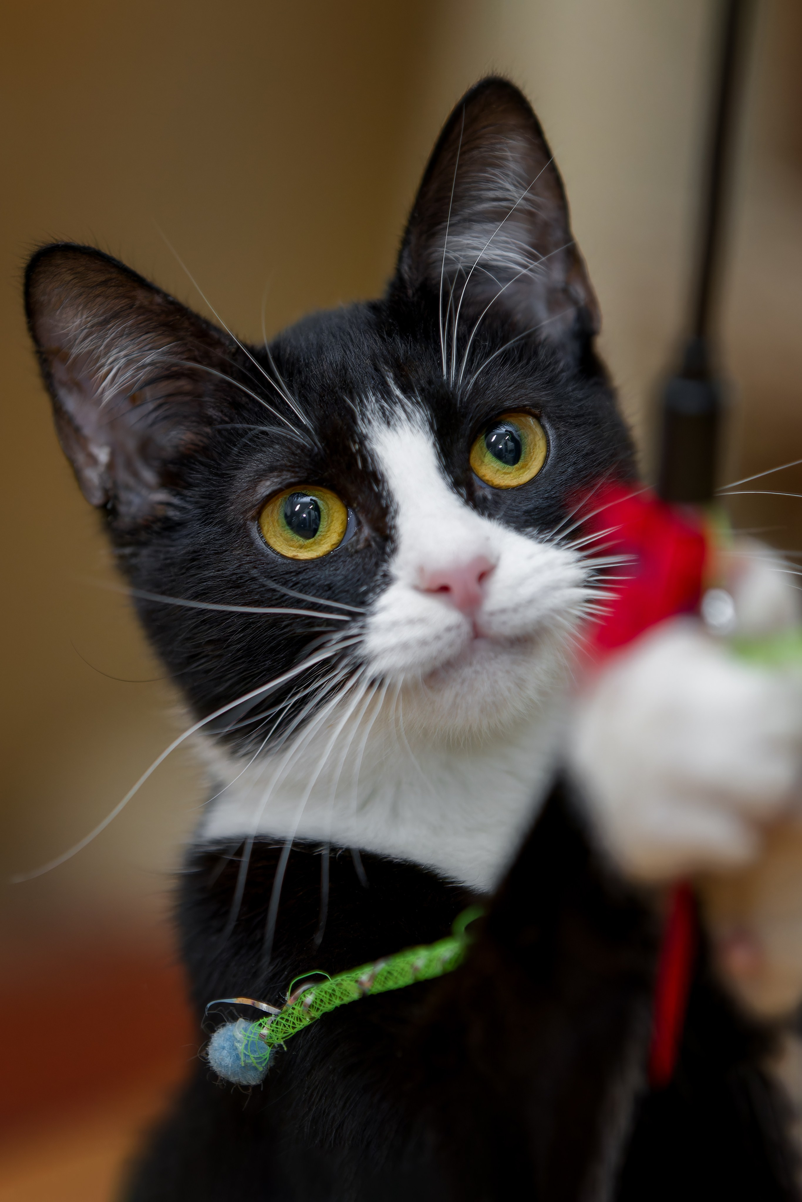 Кошки и котята в приютах. Irenephoto.ru