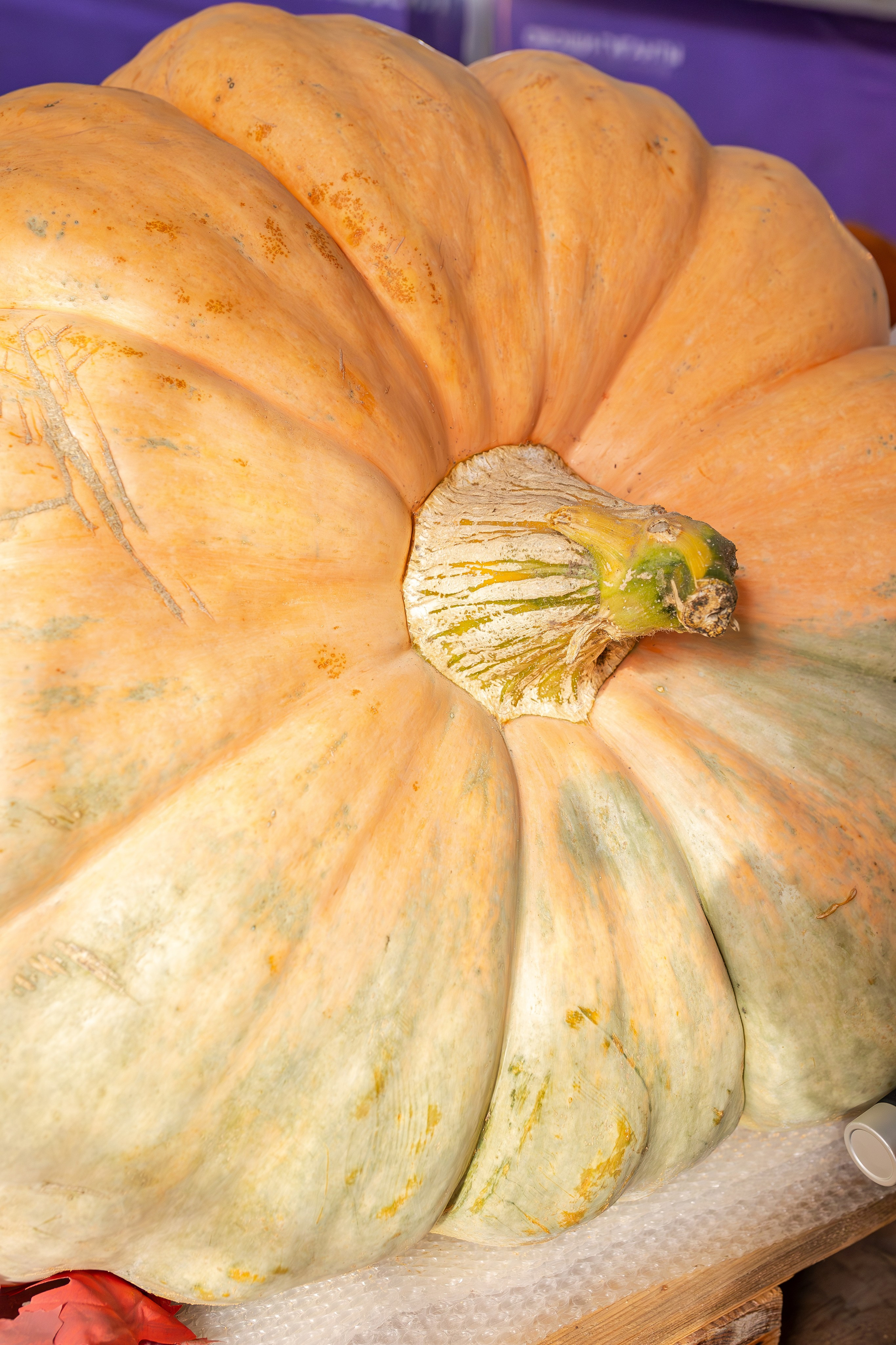 Овощи-гиганты. Александра Куликова фотограф, Москва