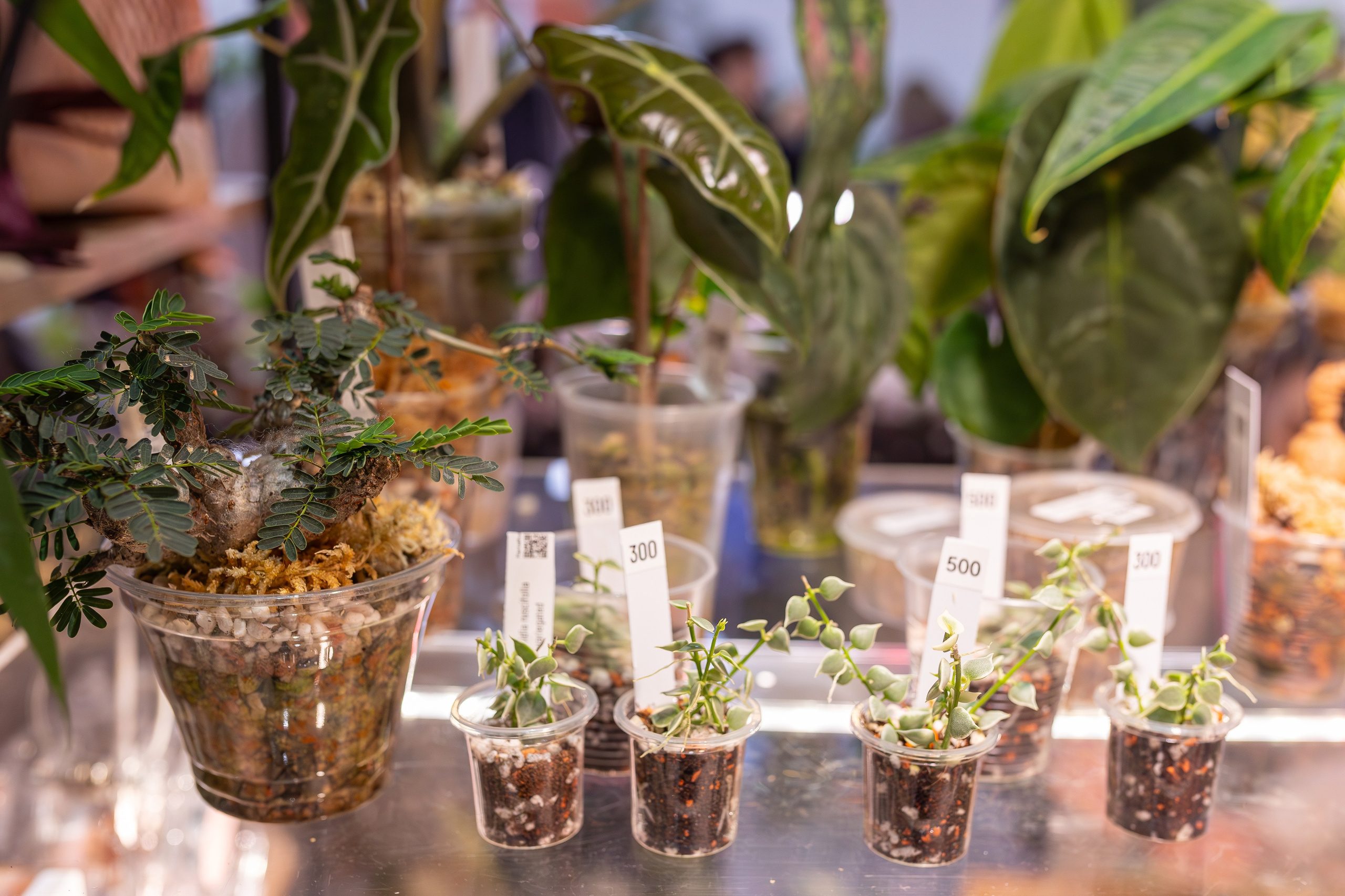 Монстериум 11–12 октября. Александра Куликова фотограф, Москва