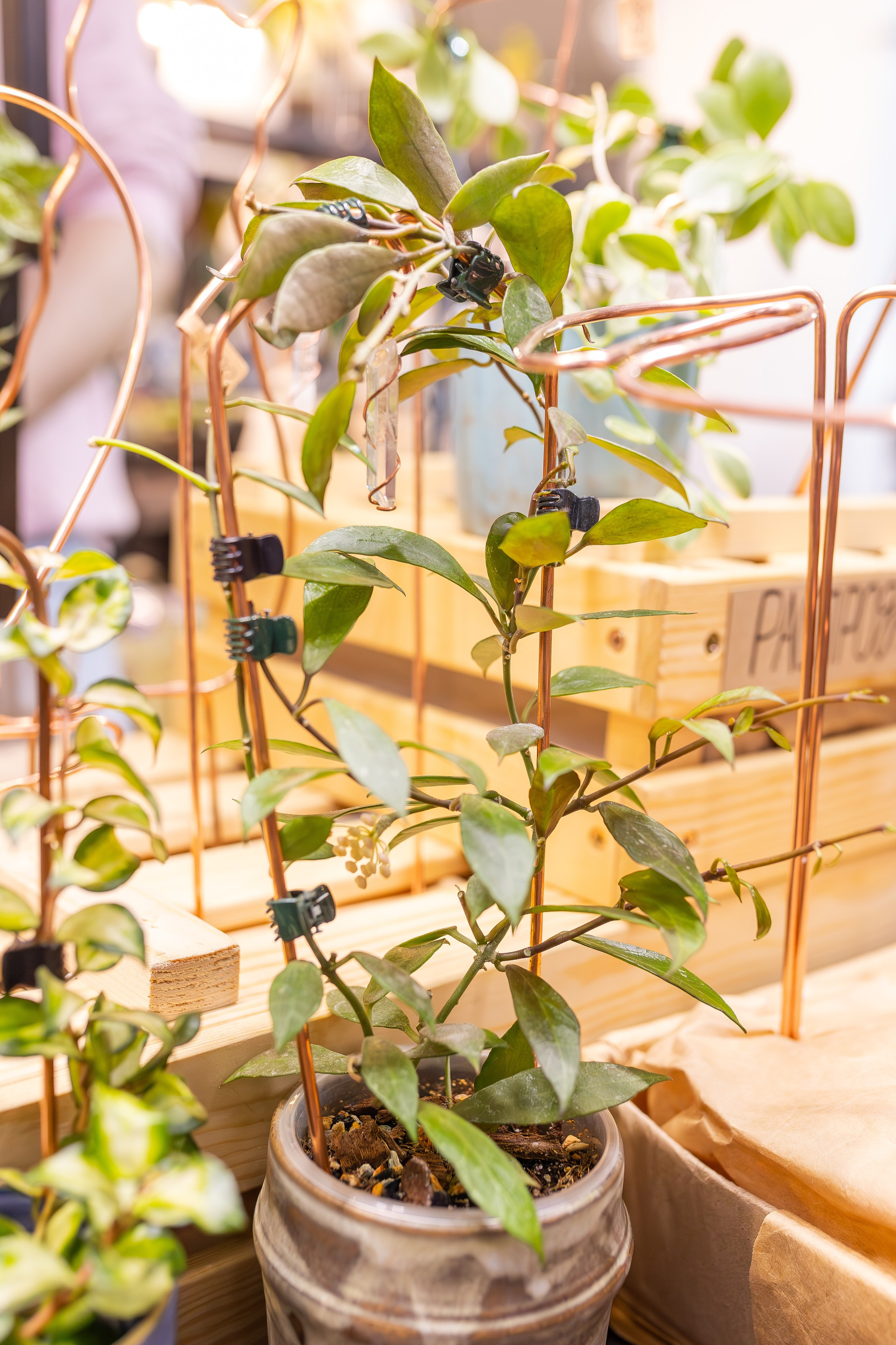 Монстериум апрель 2026. Александра Куликова фотограф, Москва