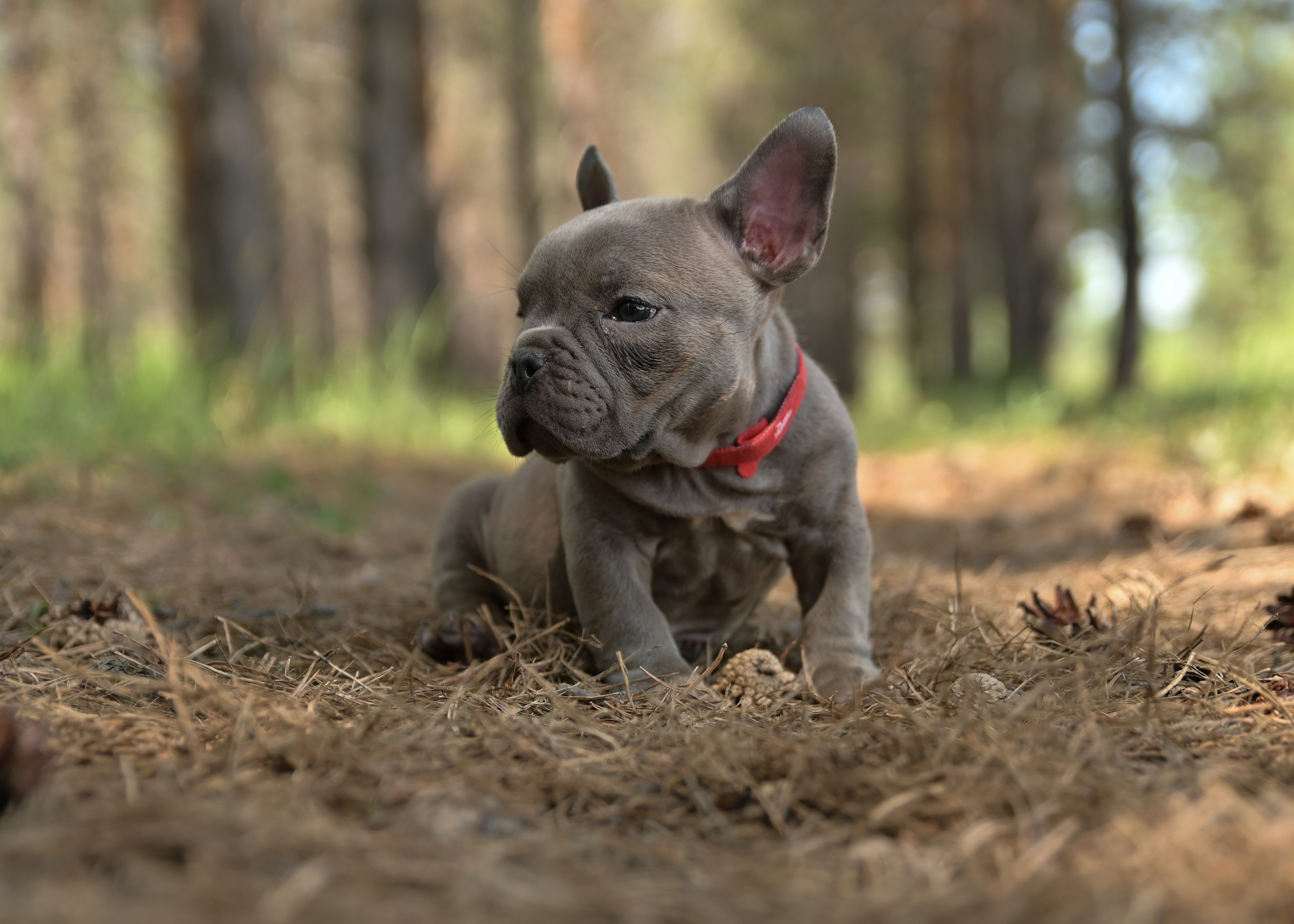 Свободные щенки Американский Булли в Иркутске. Питомник собак Иркутск