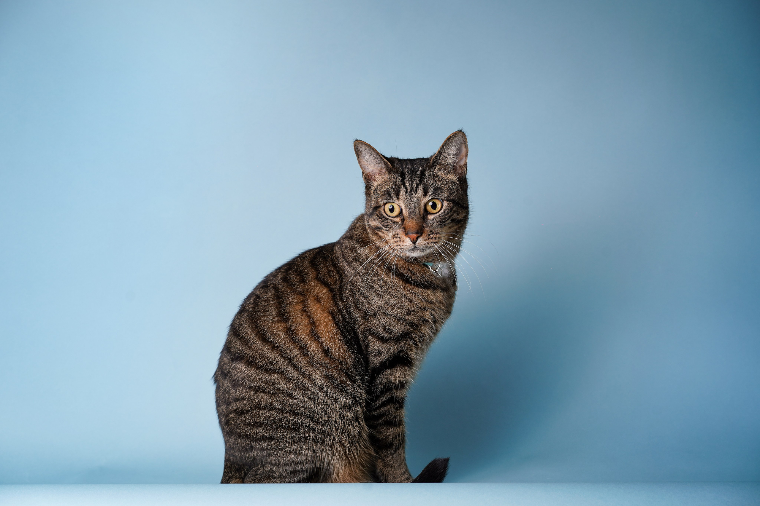 Маффин и Сэм. Фотограф-анималист в Санкт-Петербурге Яна Мартынова