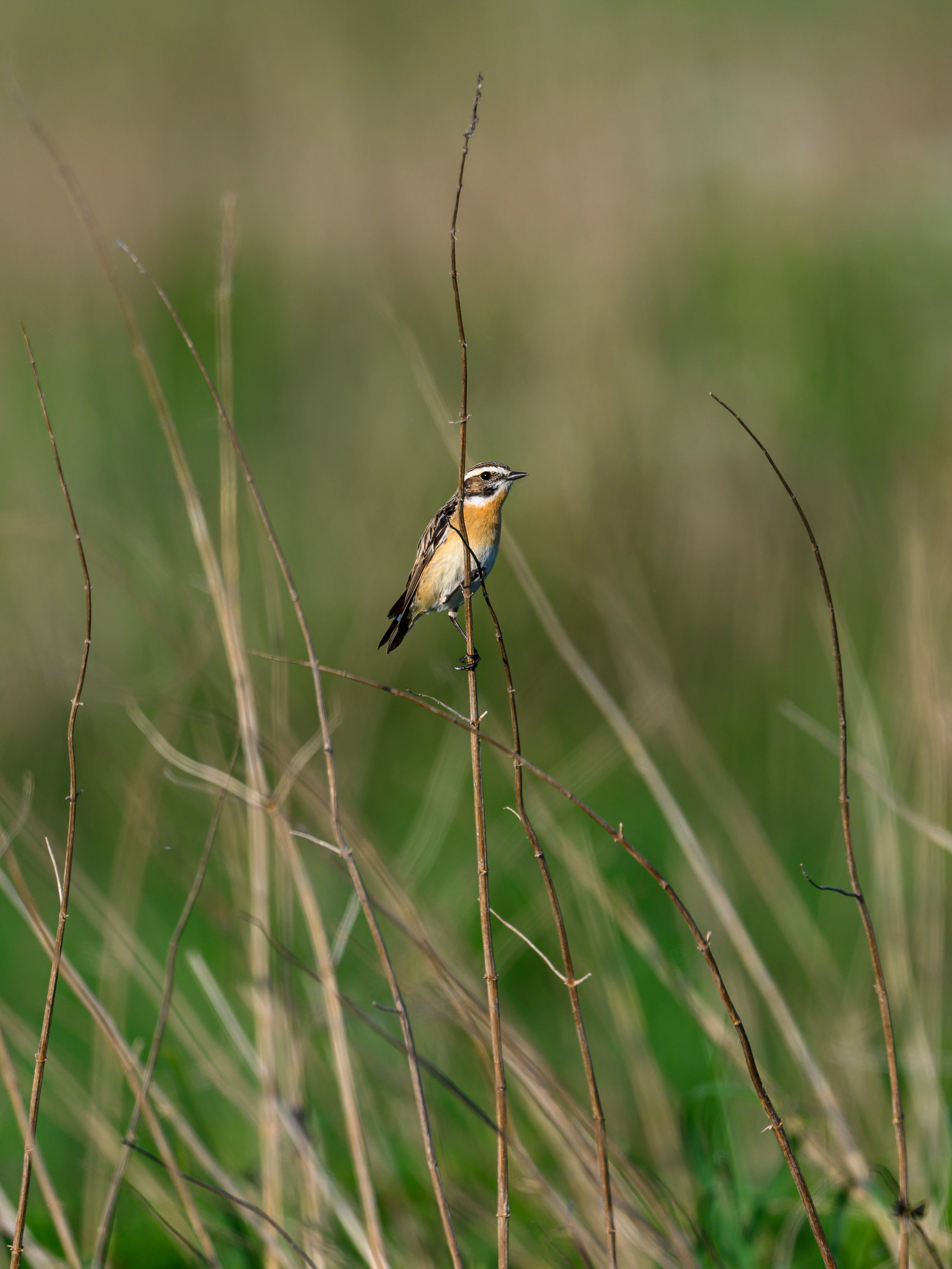 Охота совы. Фотограф Сергей Пупонин