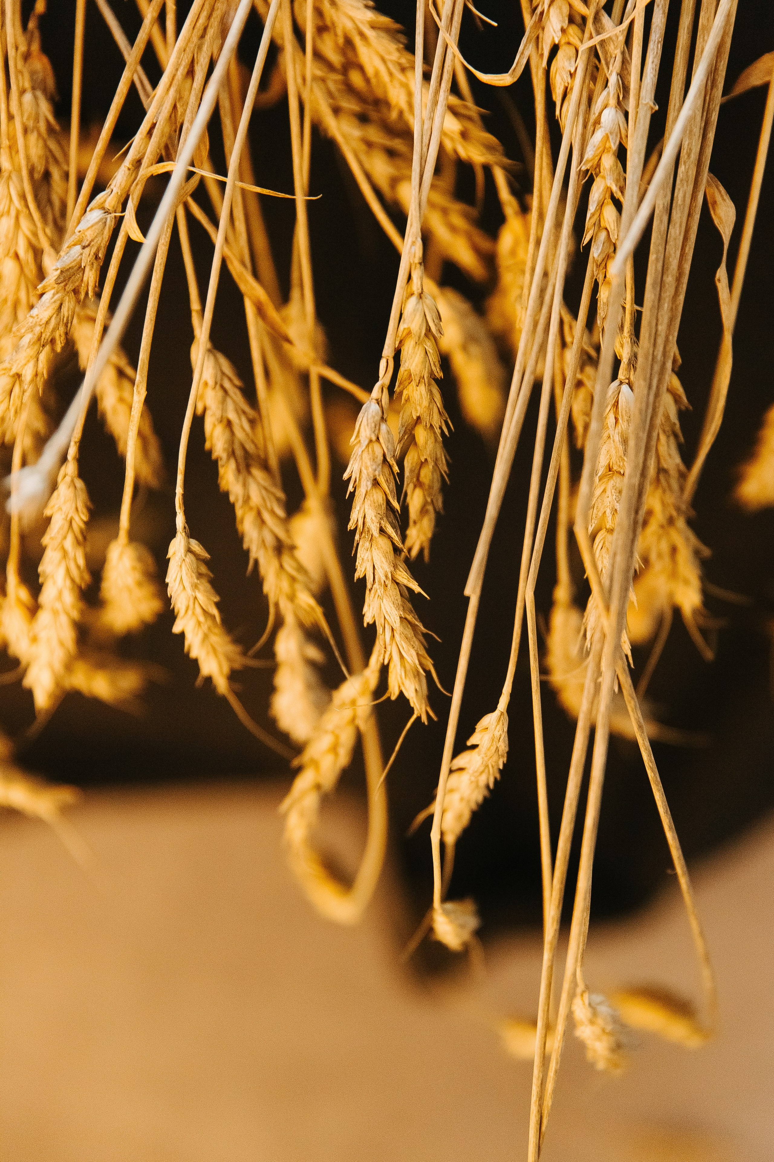 Сосны. Фотограф в Красноярске Любовь Малеева