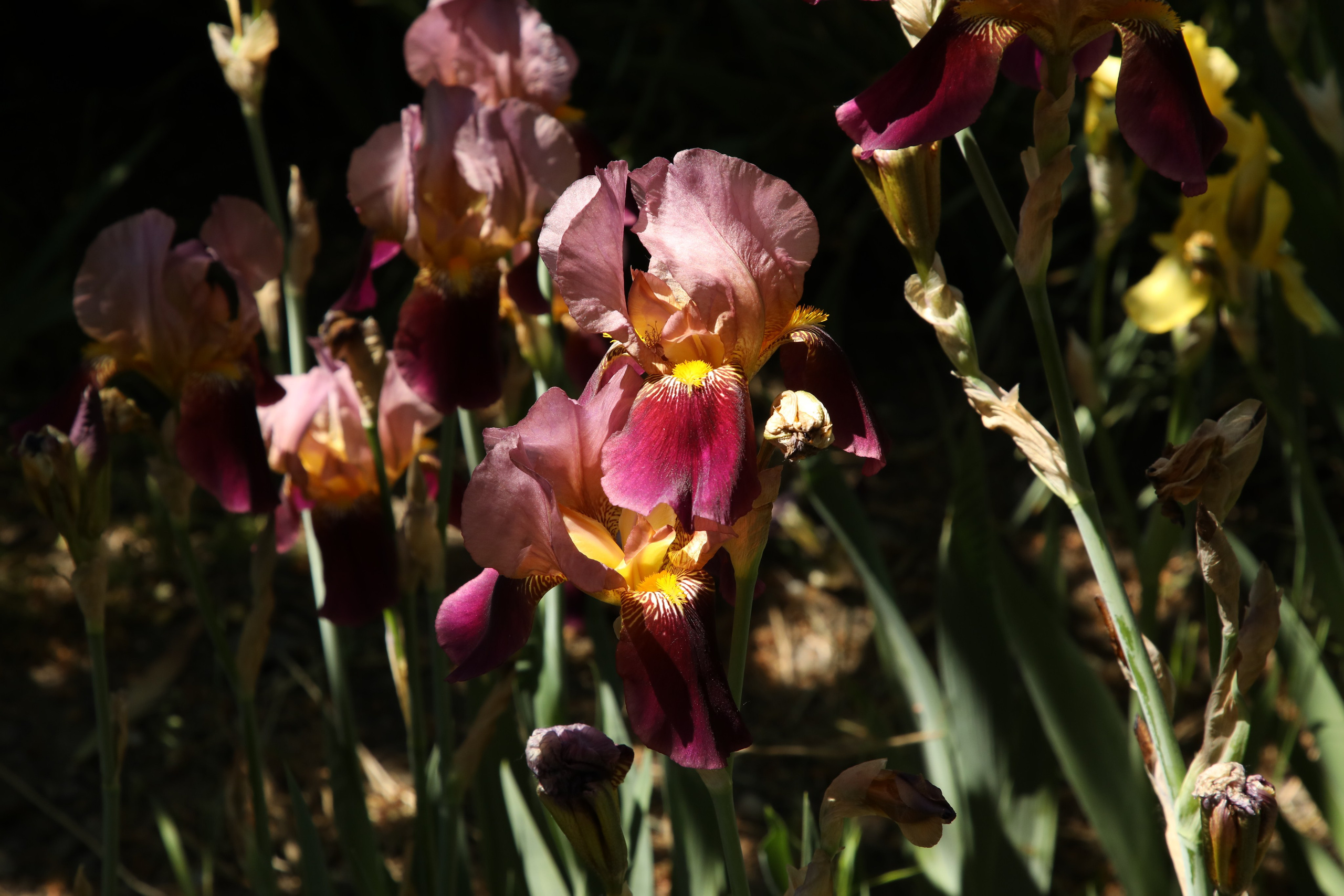 Цветы моего города. Фото-художник и Репортажный фотограф Николаев Александр Алексеевич