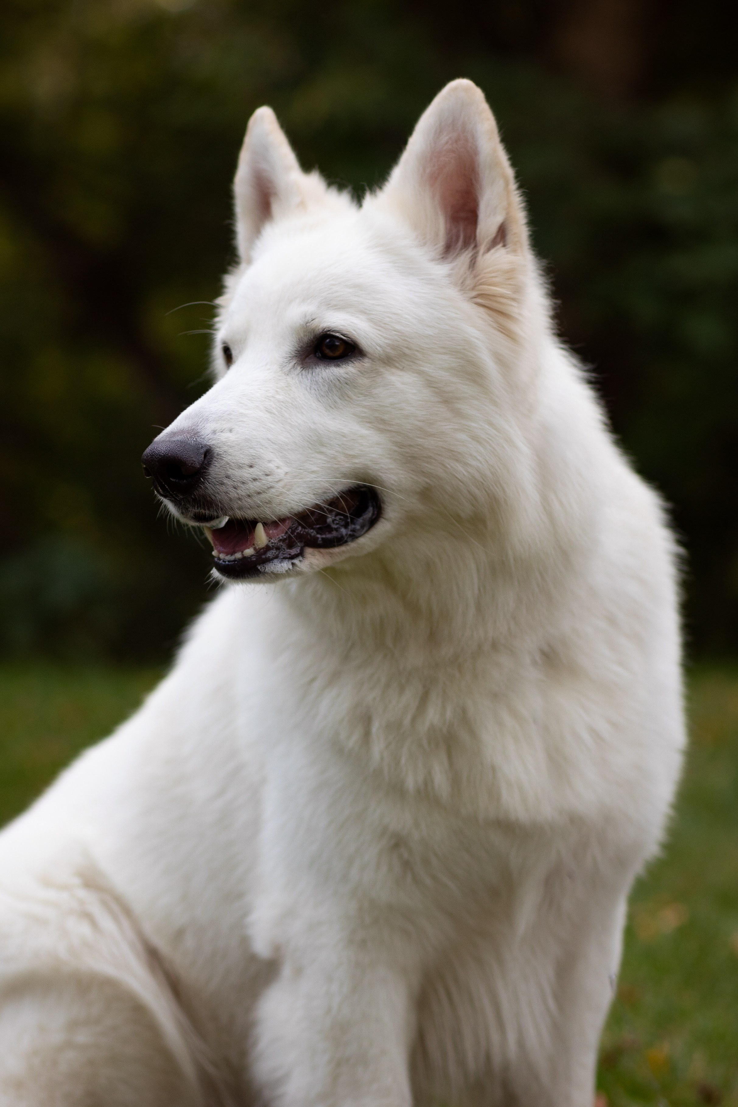 Алина и Райден. Фотограф — Анималист Наталья Тямушева