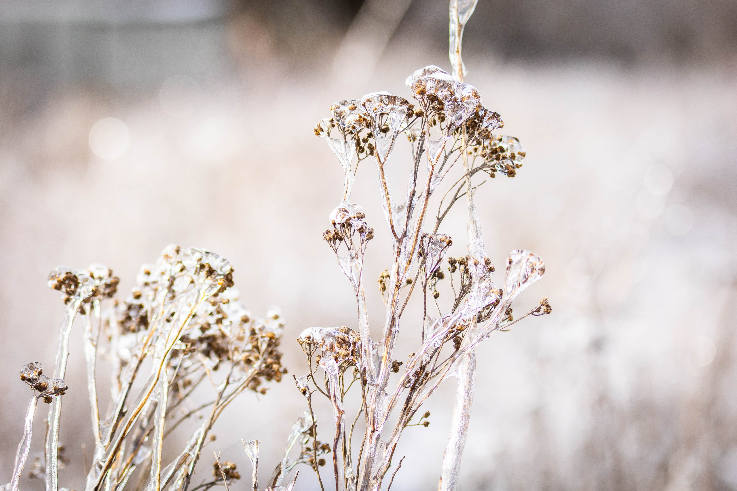 Дикий животный мир. Фотограф-АниМалист Анна Абрамова