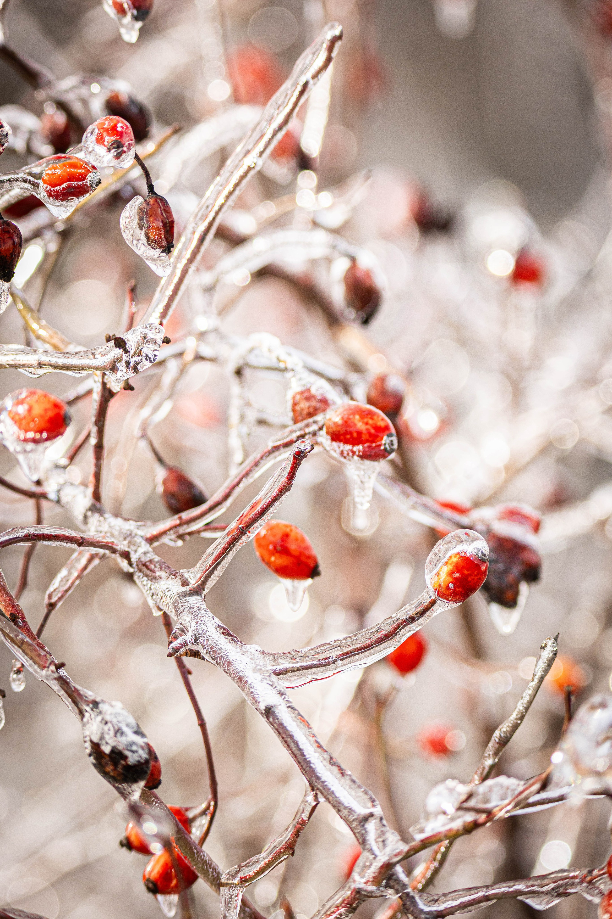 Дикий животный мир. Фотограф-АниМалист Анна Абрамова