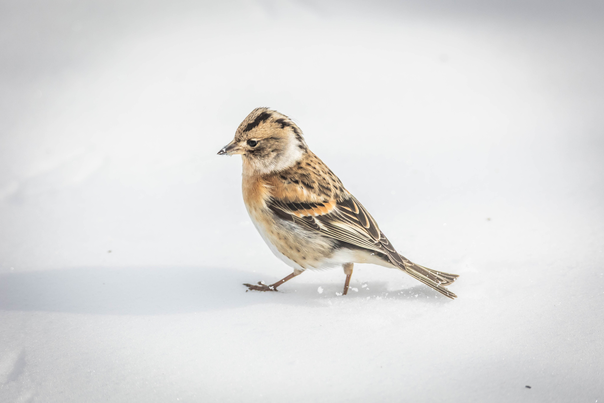 Дикий животный мир. Фотограф-АниМалист Анна Абрамова